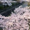 京都 櫻花 開花