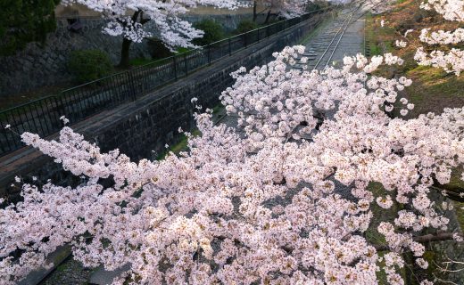 京都 櫻花 開花