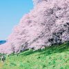 京都 櫻花 野餐