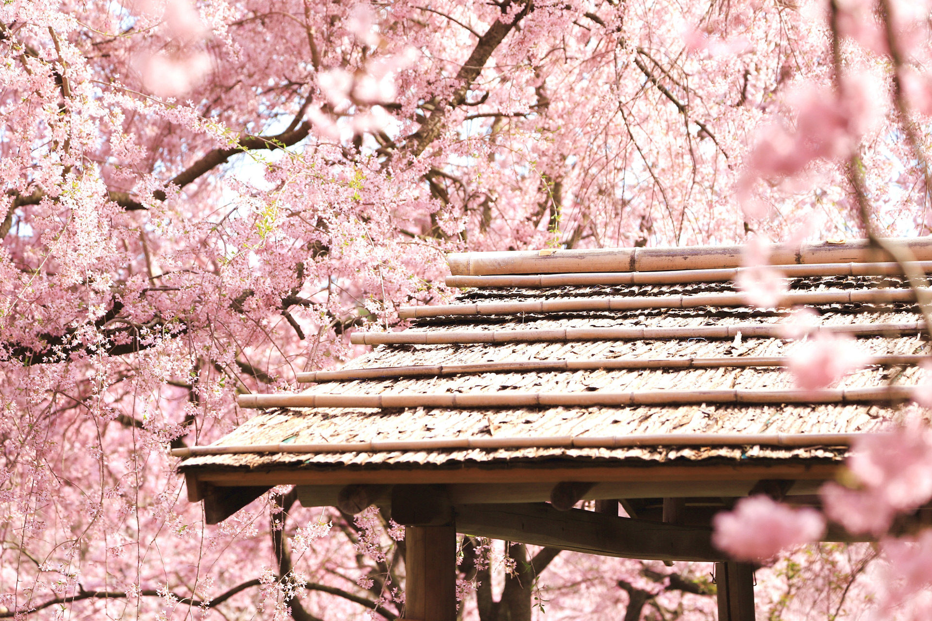 推薦在櫻花時節！京都的飯店