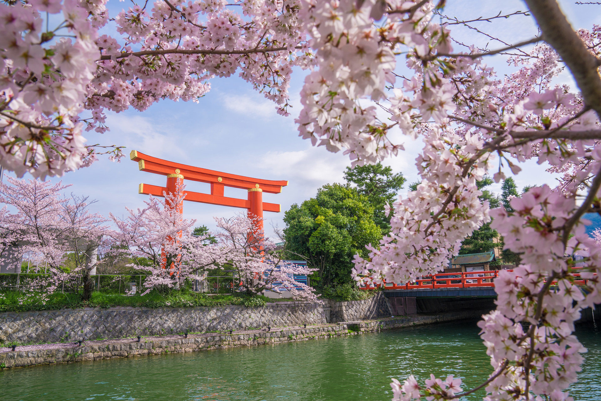 京都的櫻花最美