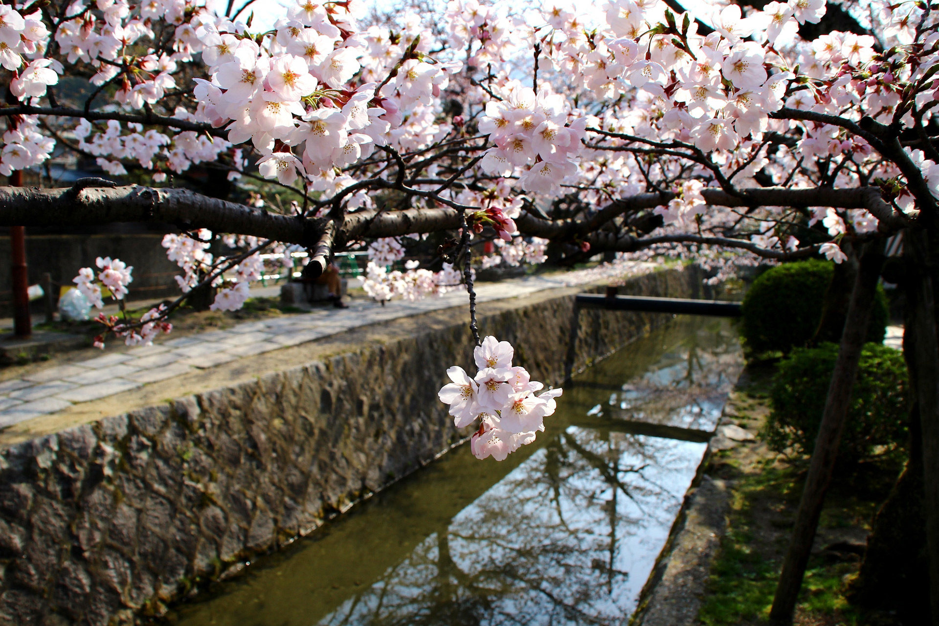 京都  櫻花