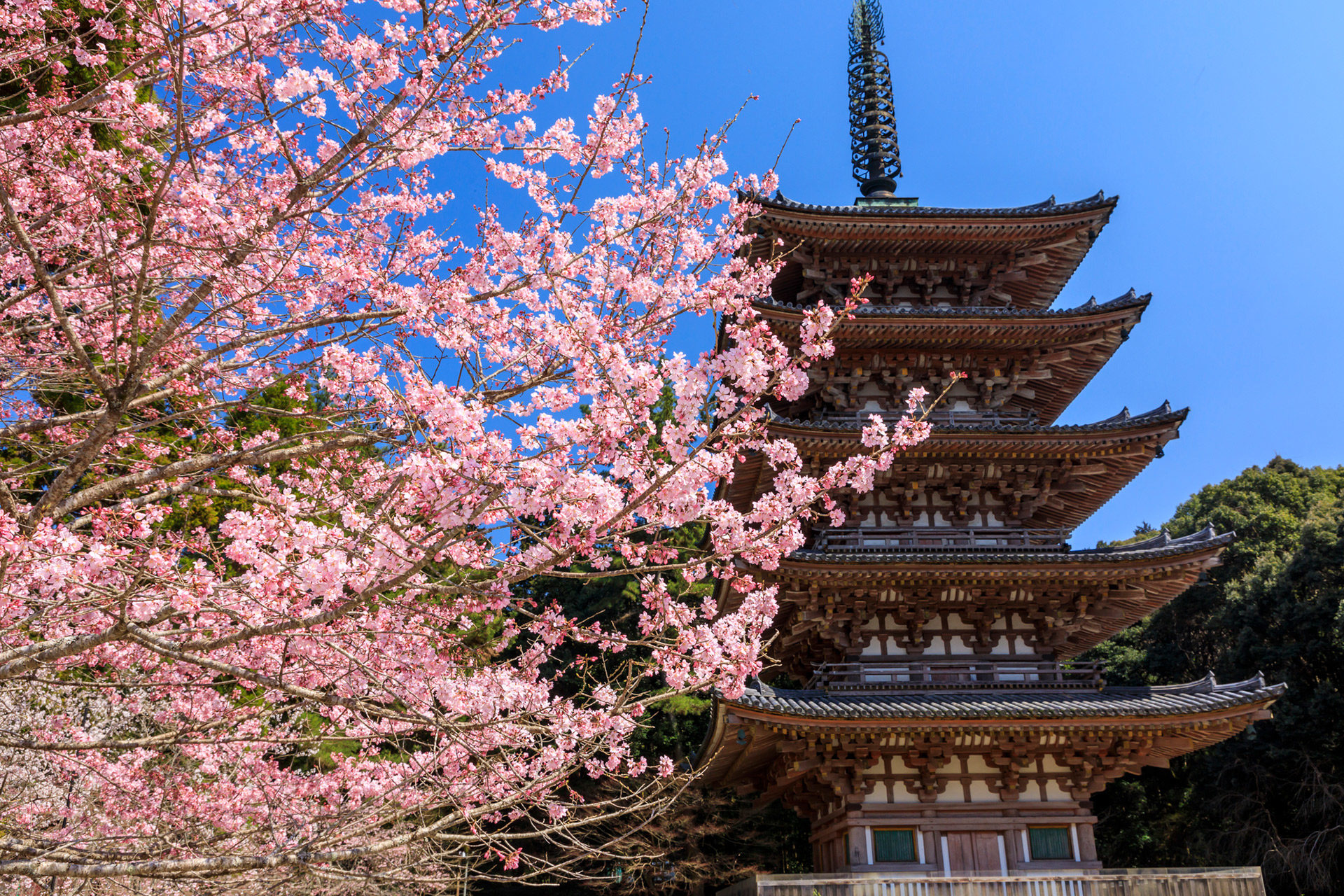 京都  櫻花  照片