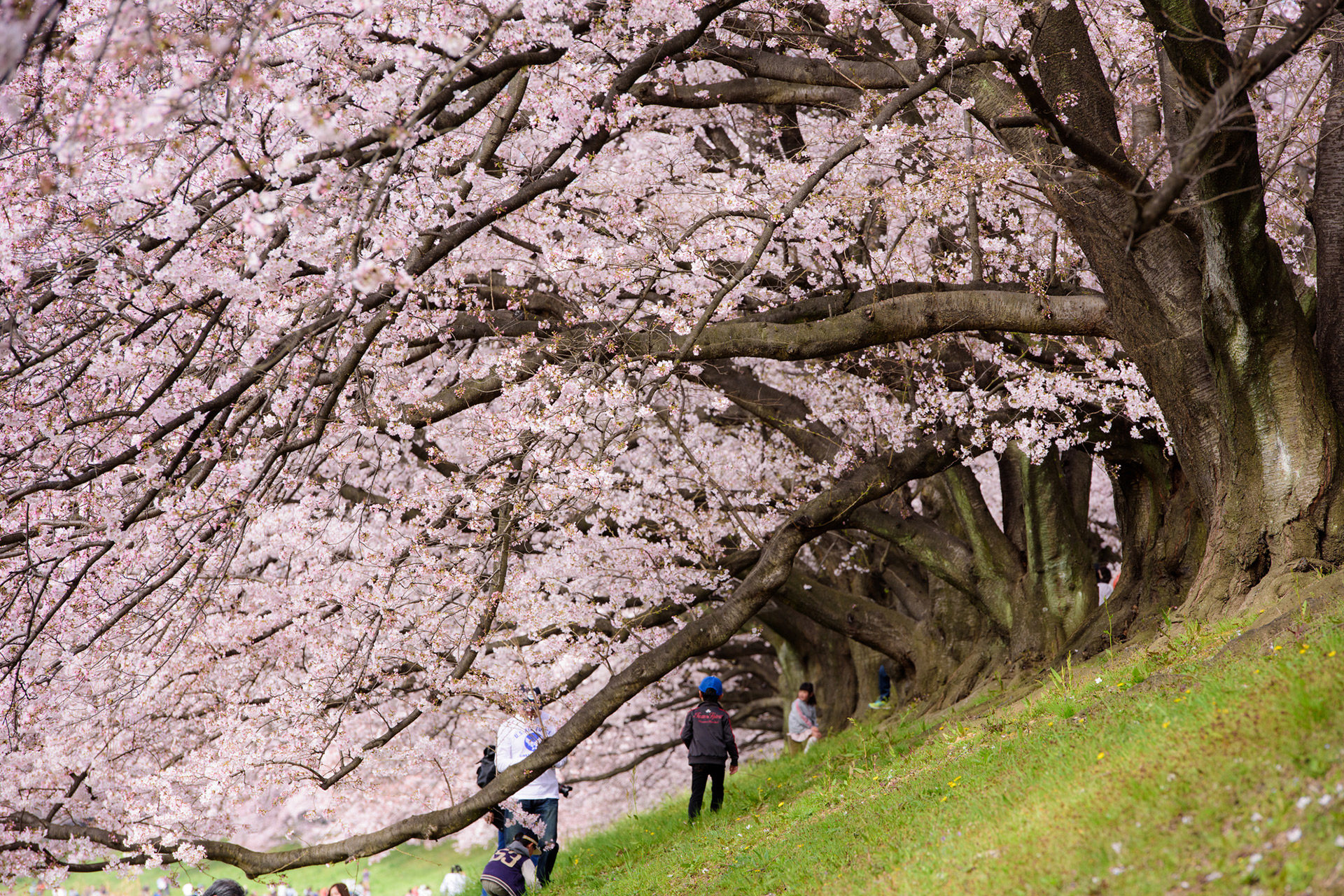 京都  櫻花  樹