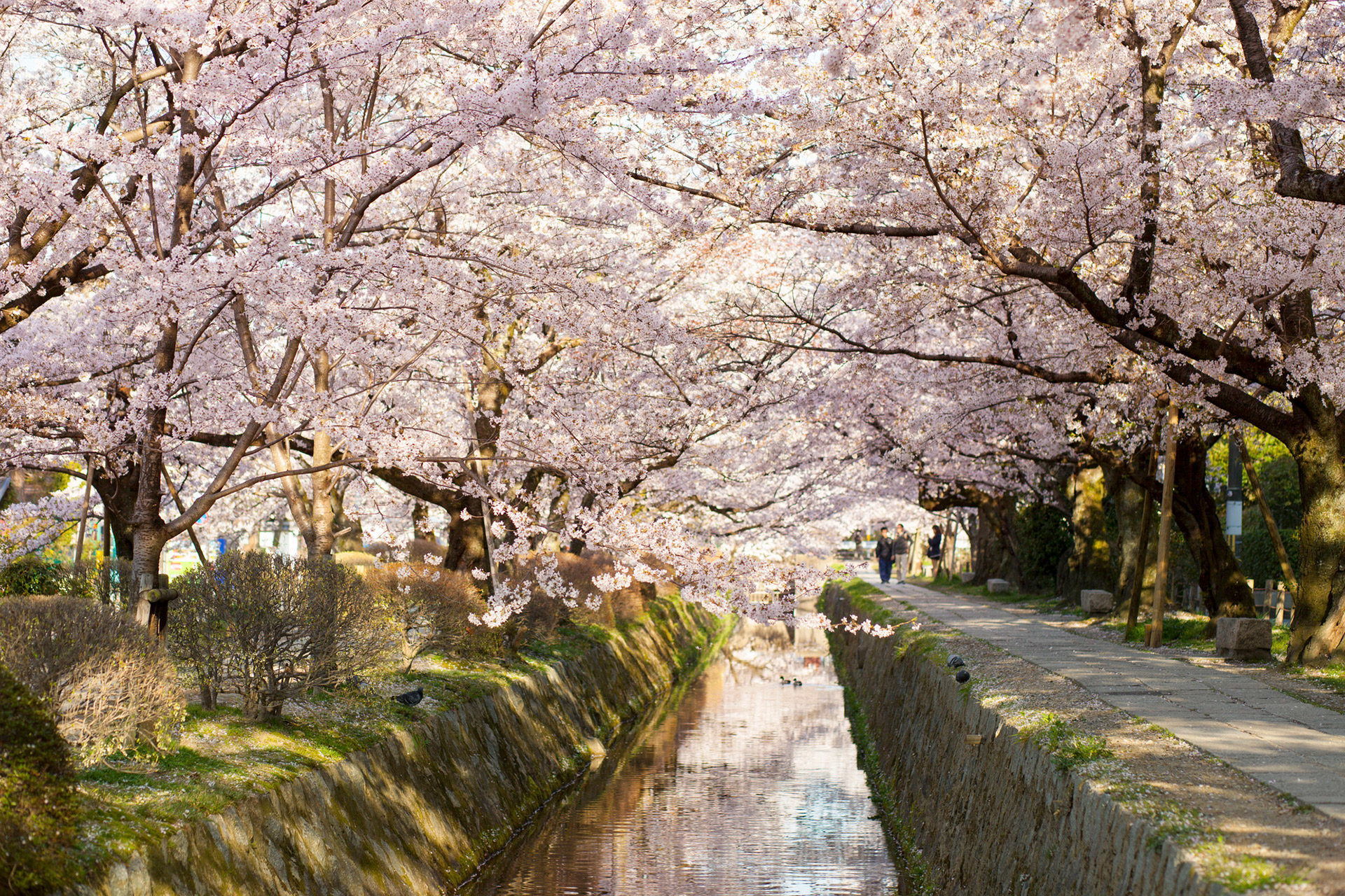 京都  櫻花  絕景