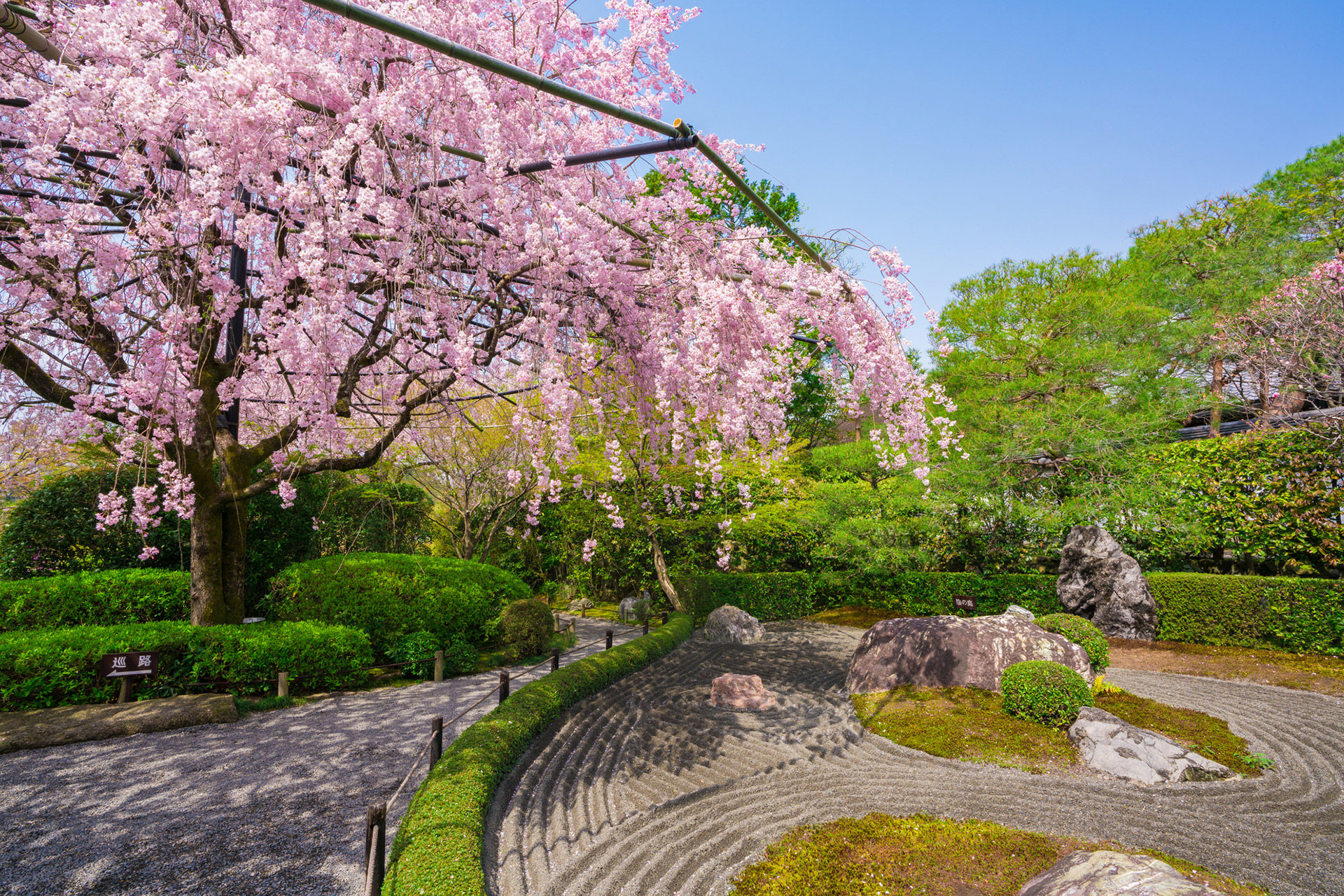 京都的櫻花最美