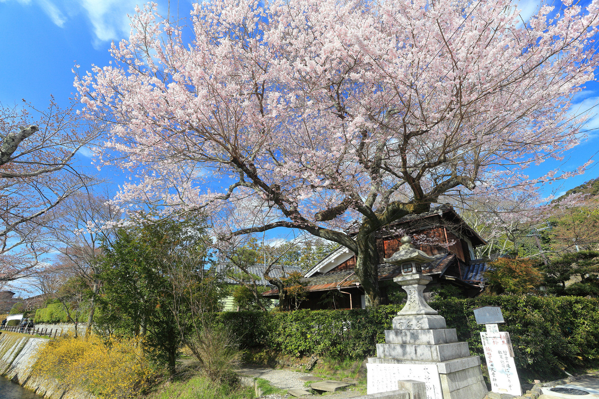 京都  櫻花
