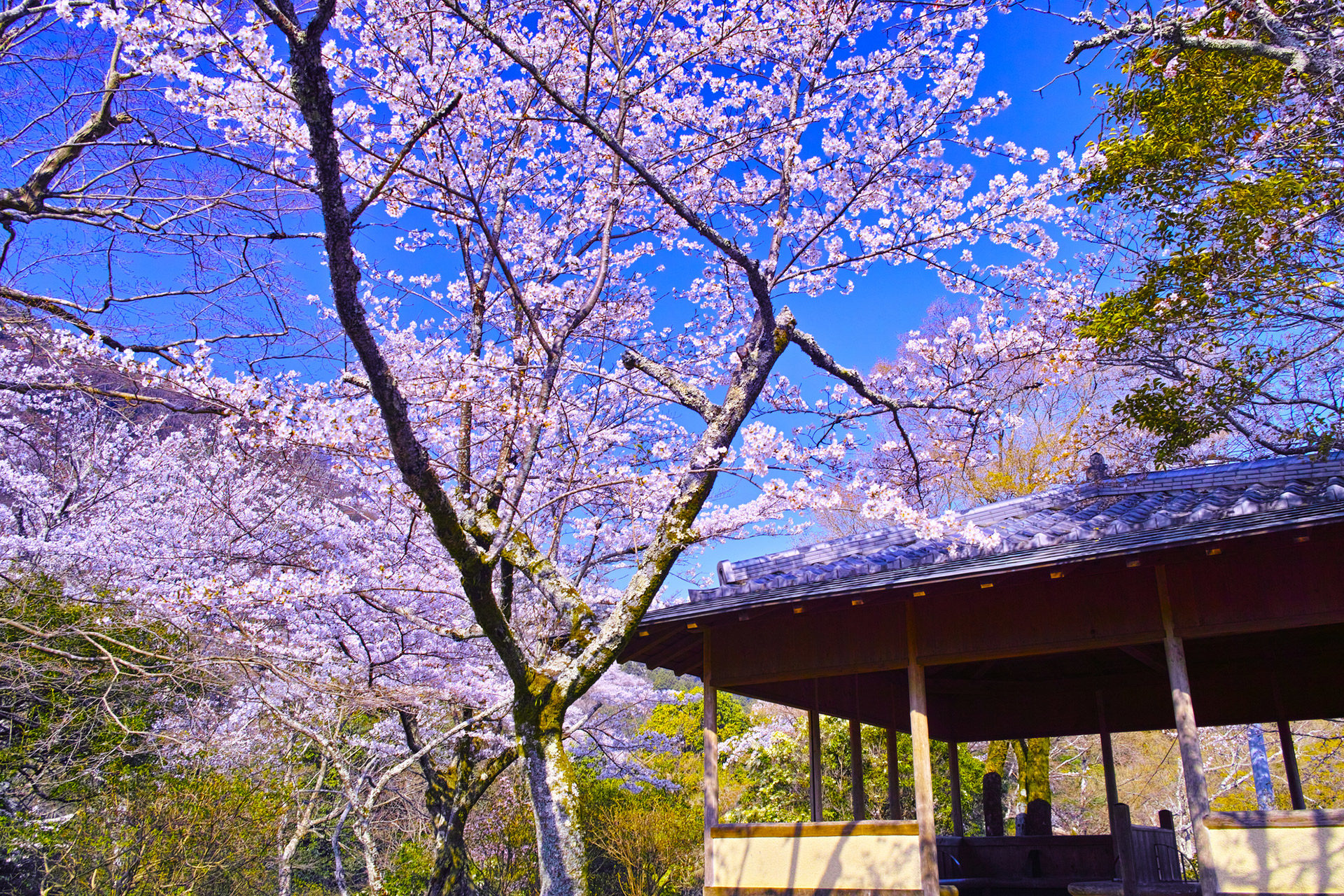 京都  櫻花  公園