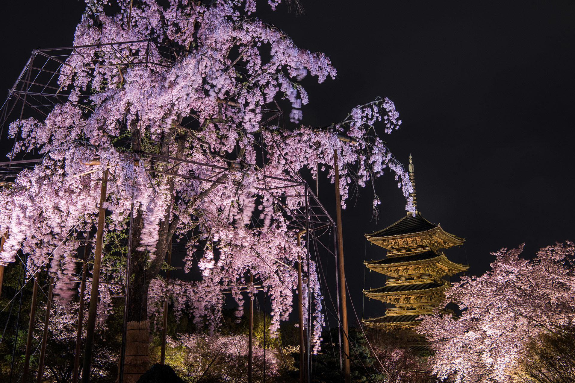 京都  櫻花  寺院