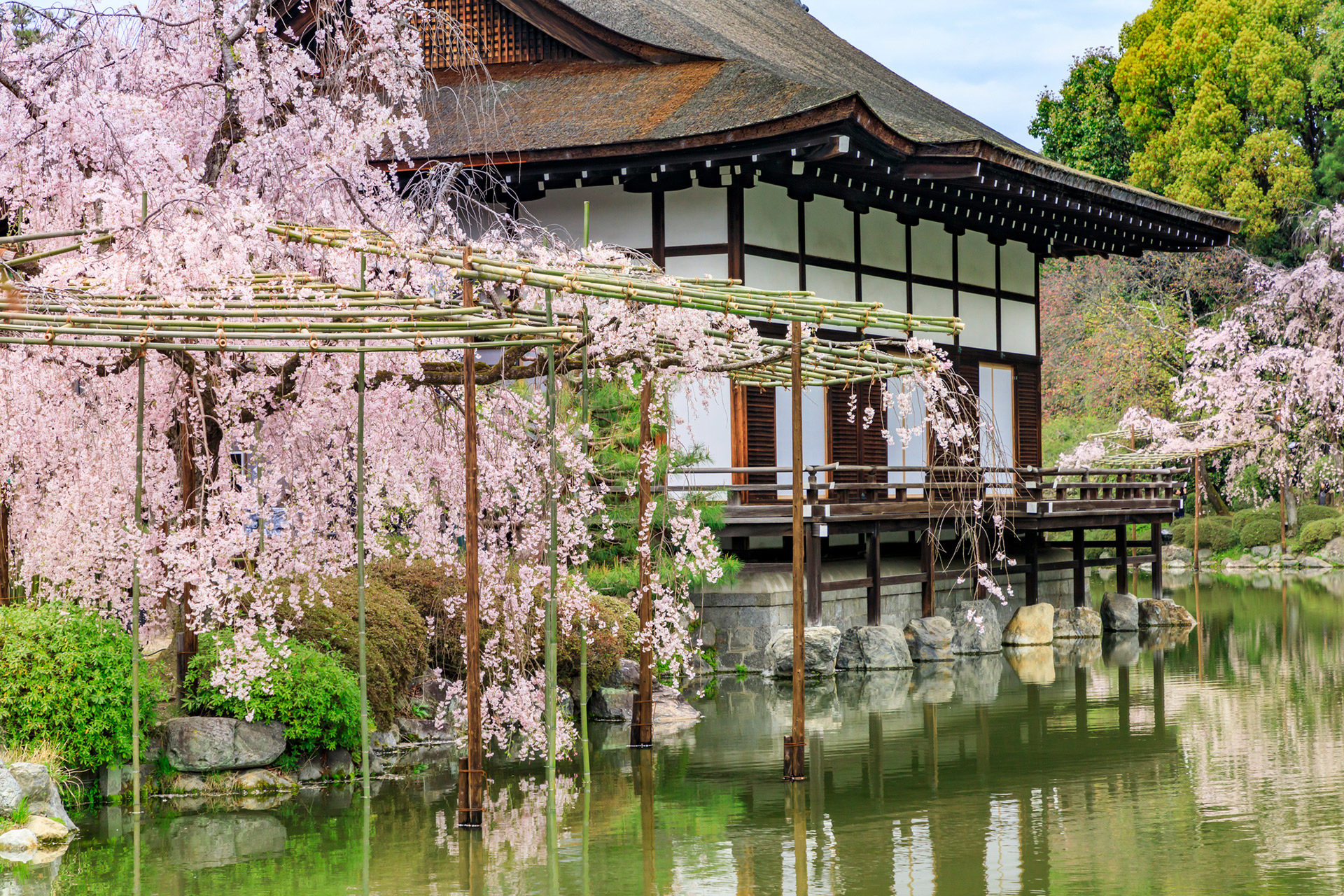 京都  櫻花  平安神宮