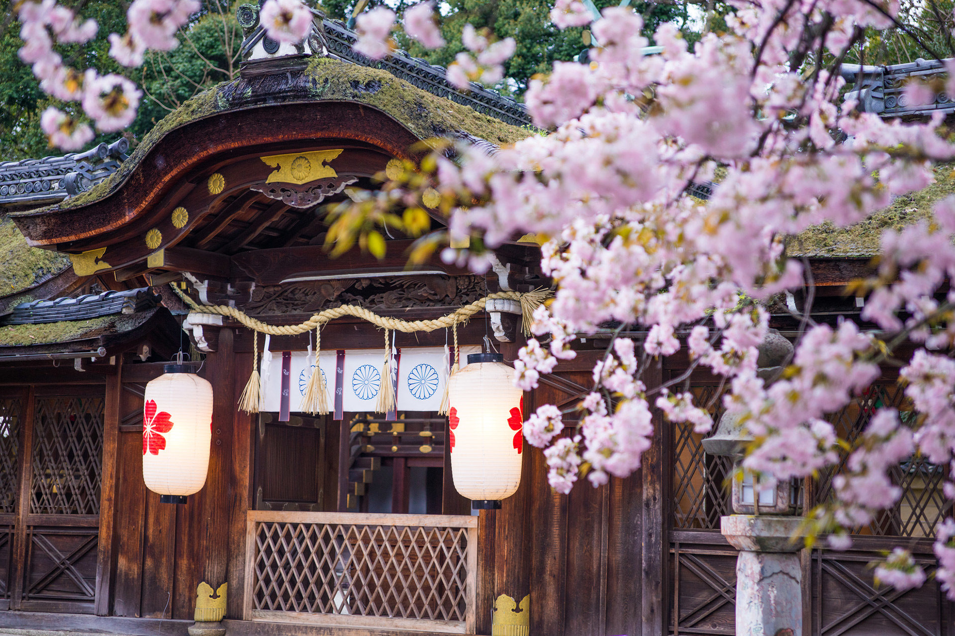 京都  櫻花  平野神社