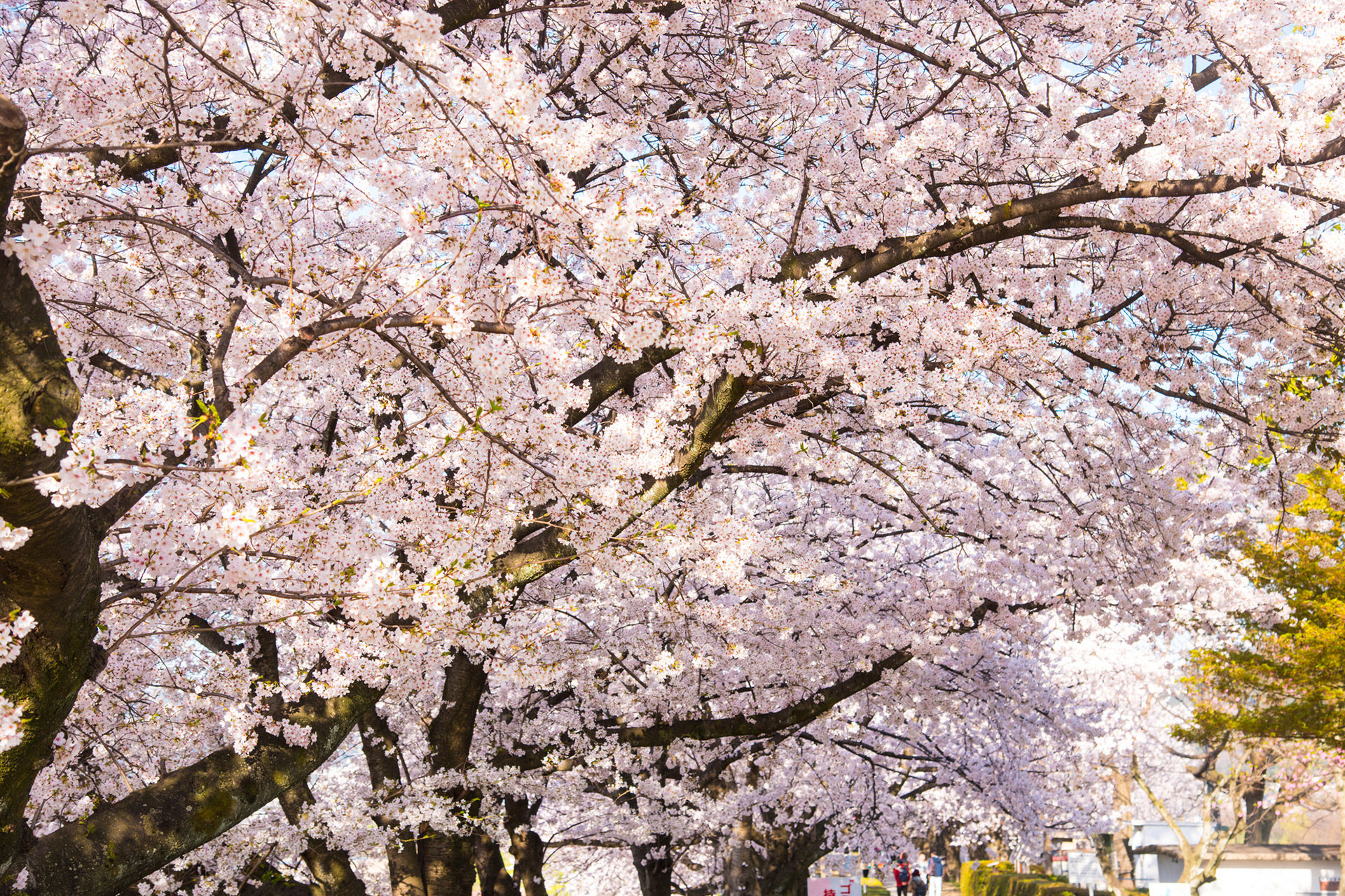 京都  櫻花  盛開過去