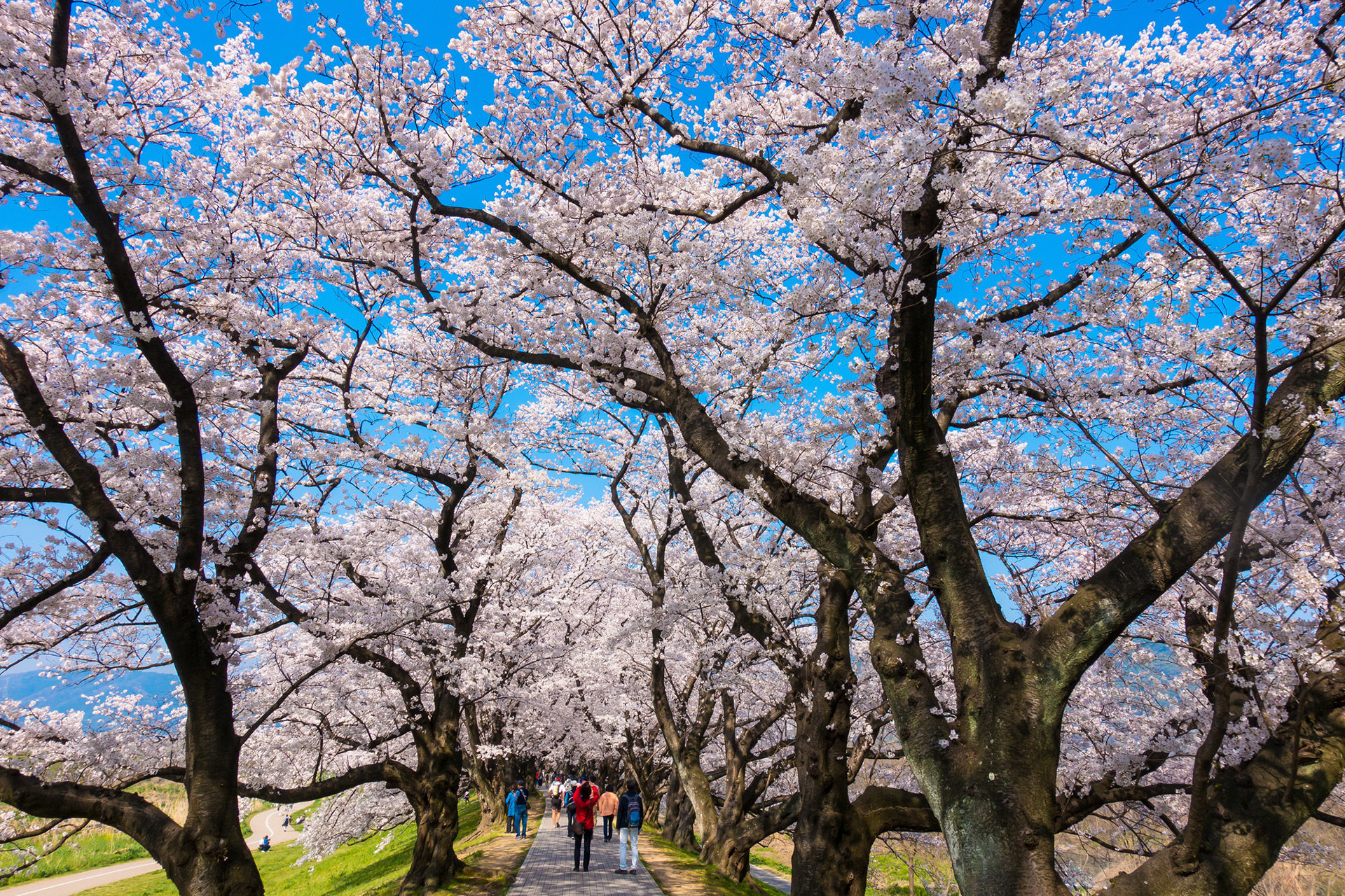 京都  櫻花  背割堤
