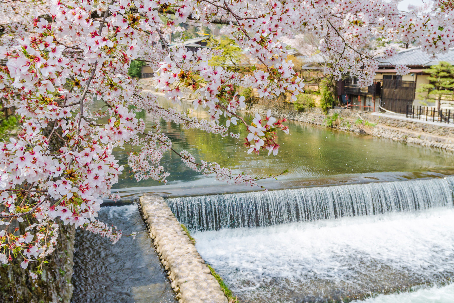 京都  櫻花  盛開時期