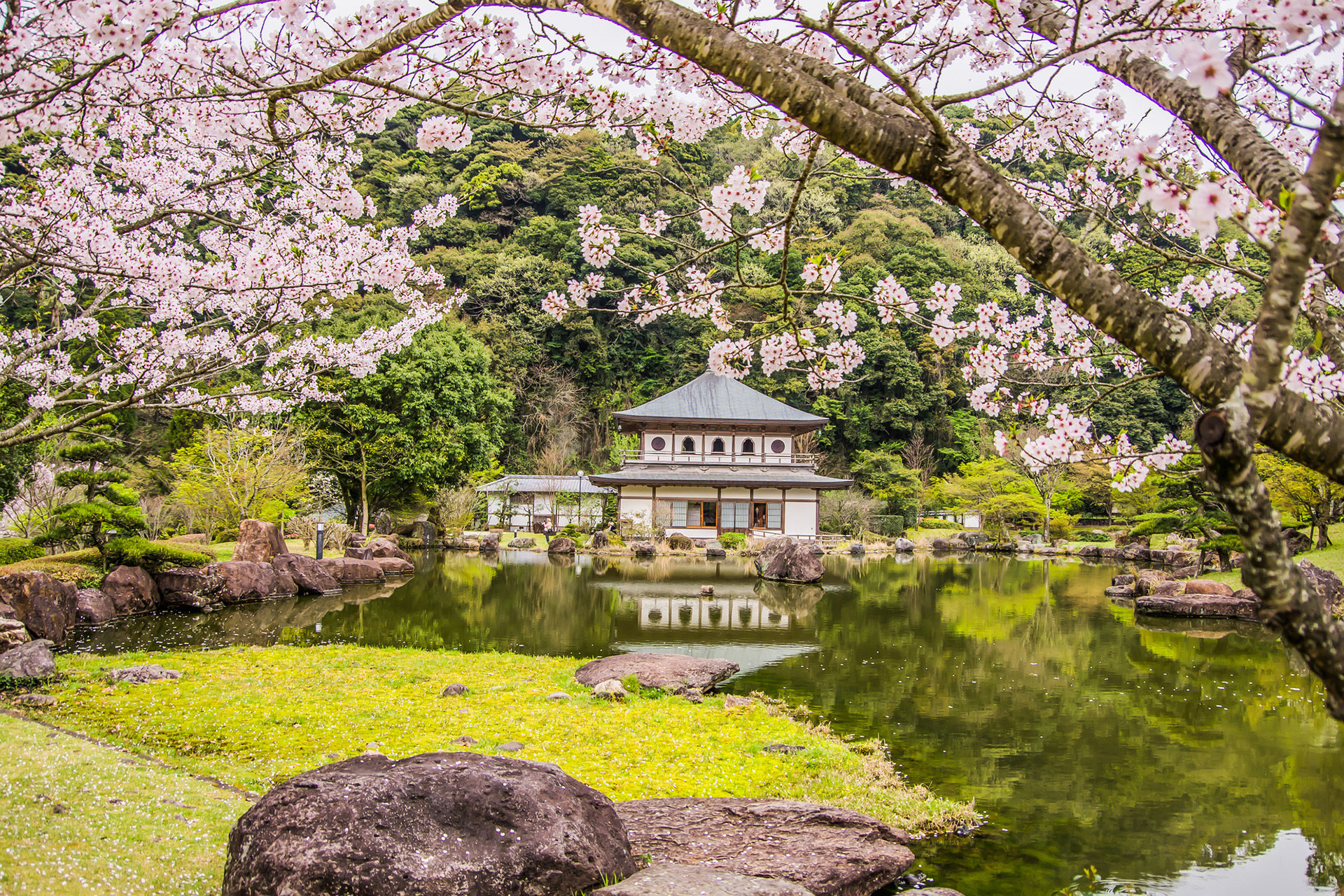 京都  櫻花  旅行