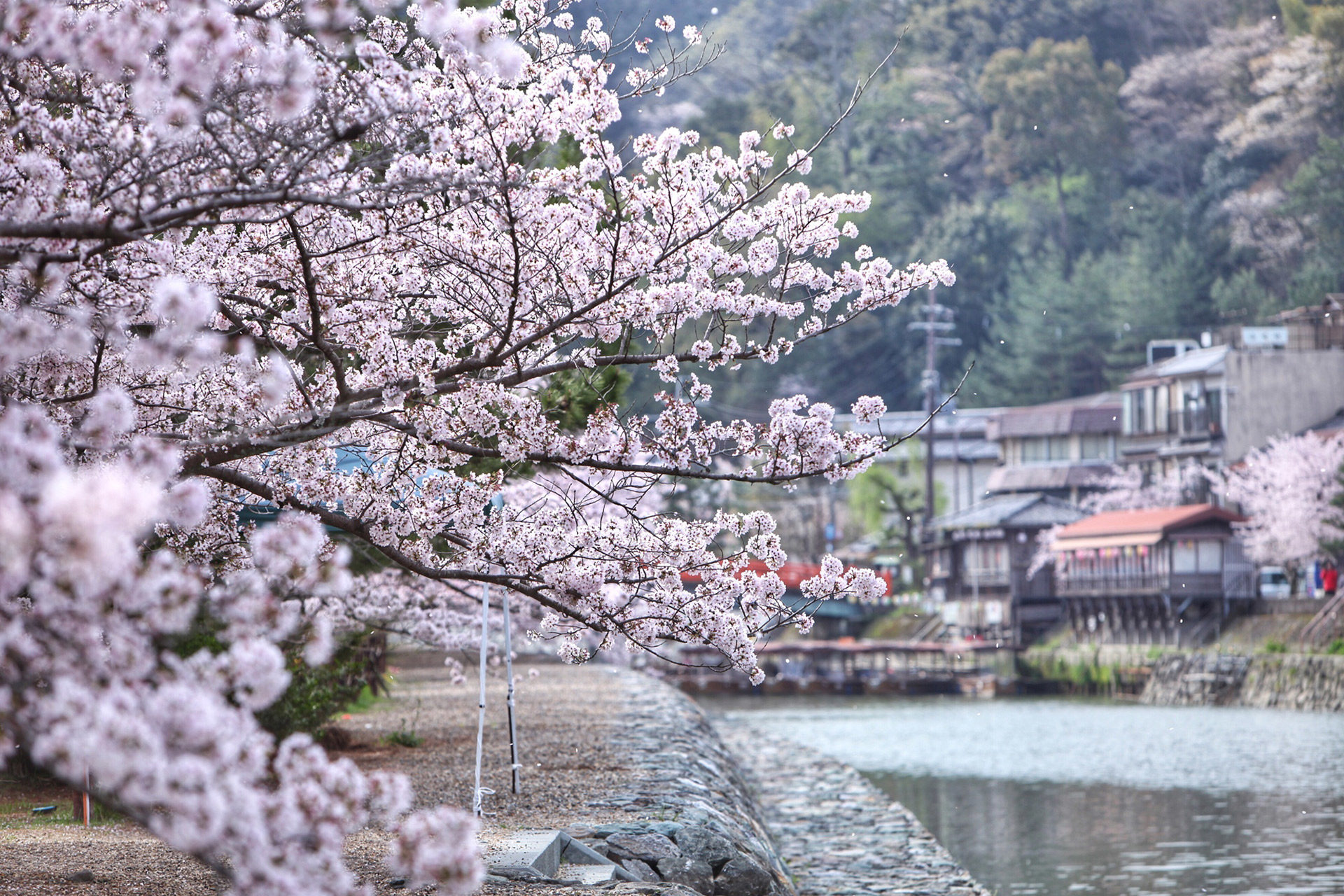 京都  櫻花  野餐