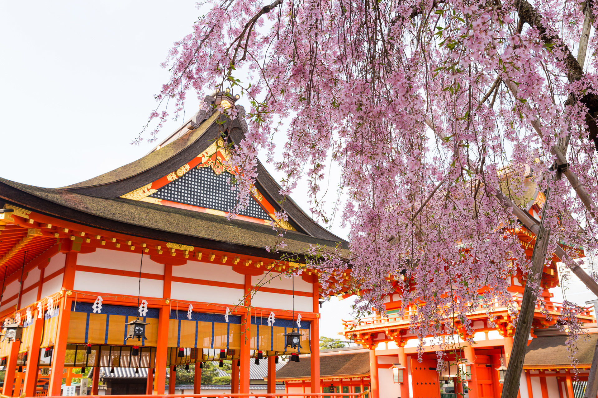 推薦在櫻花時節！京都的飯店