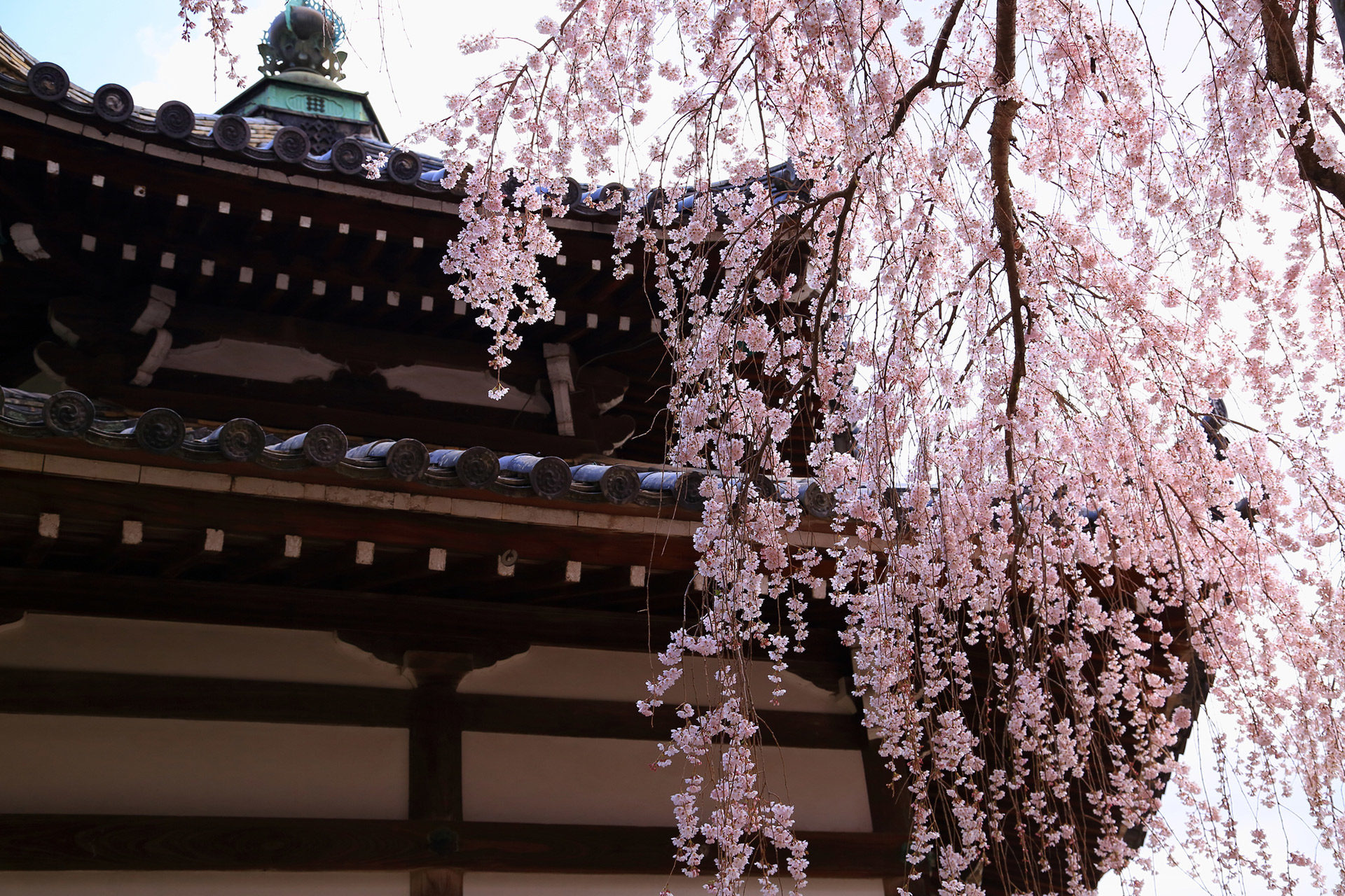 京都  櫻花  照片