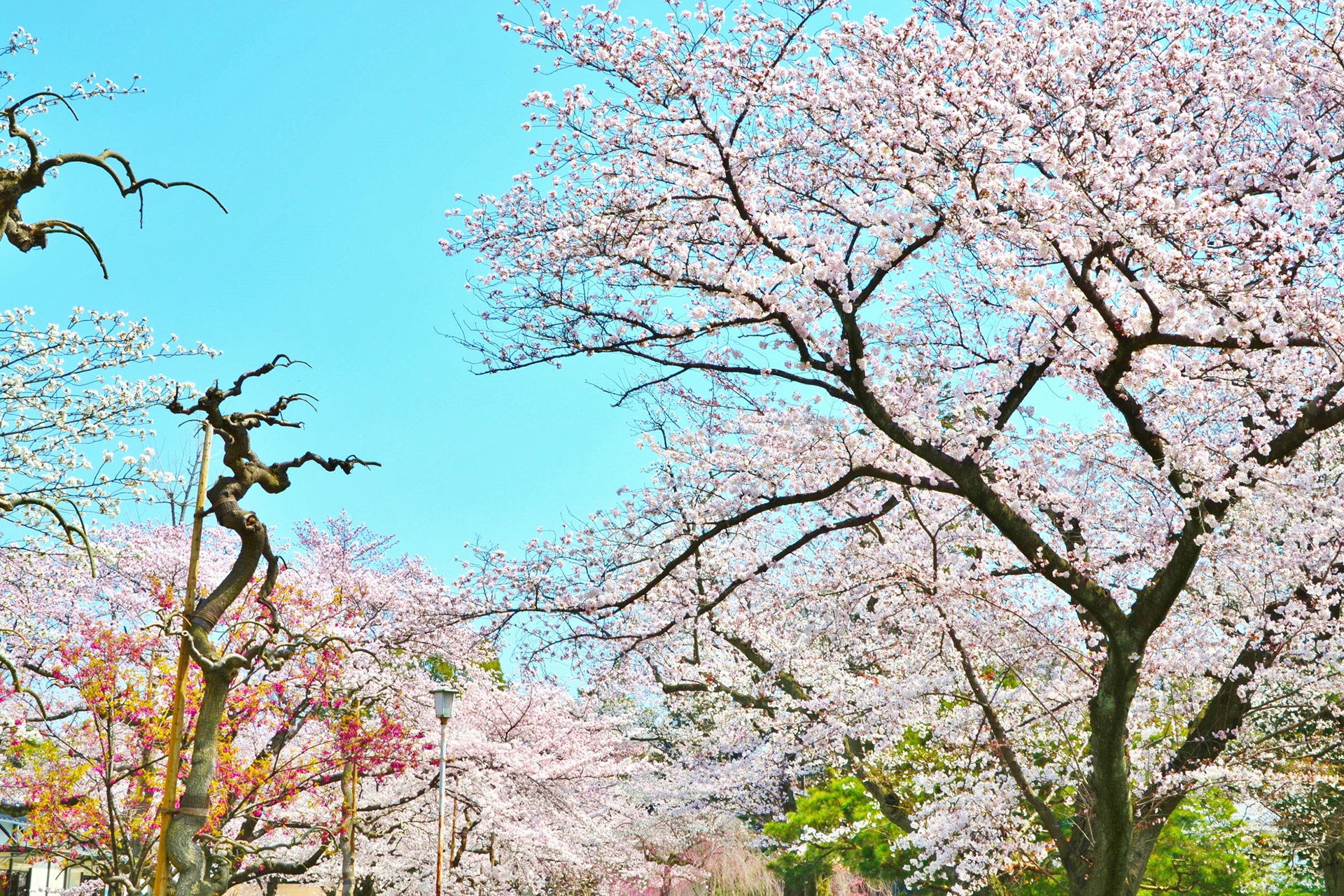 說到京都的春天就是「櫻花」