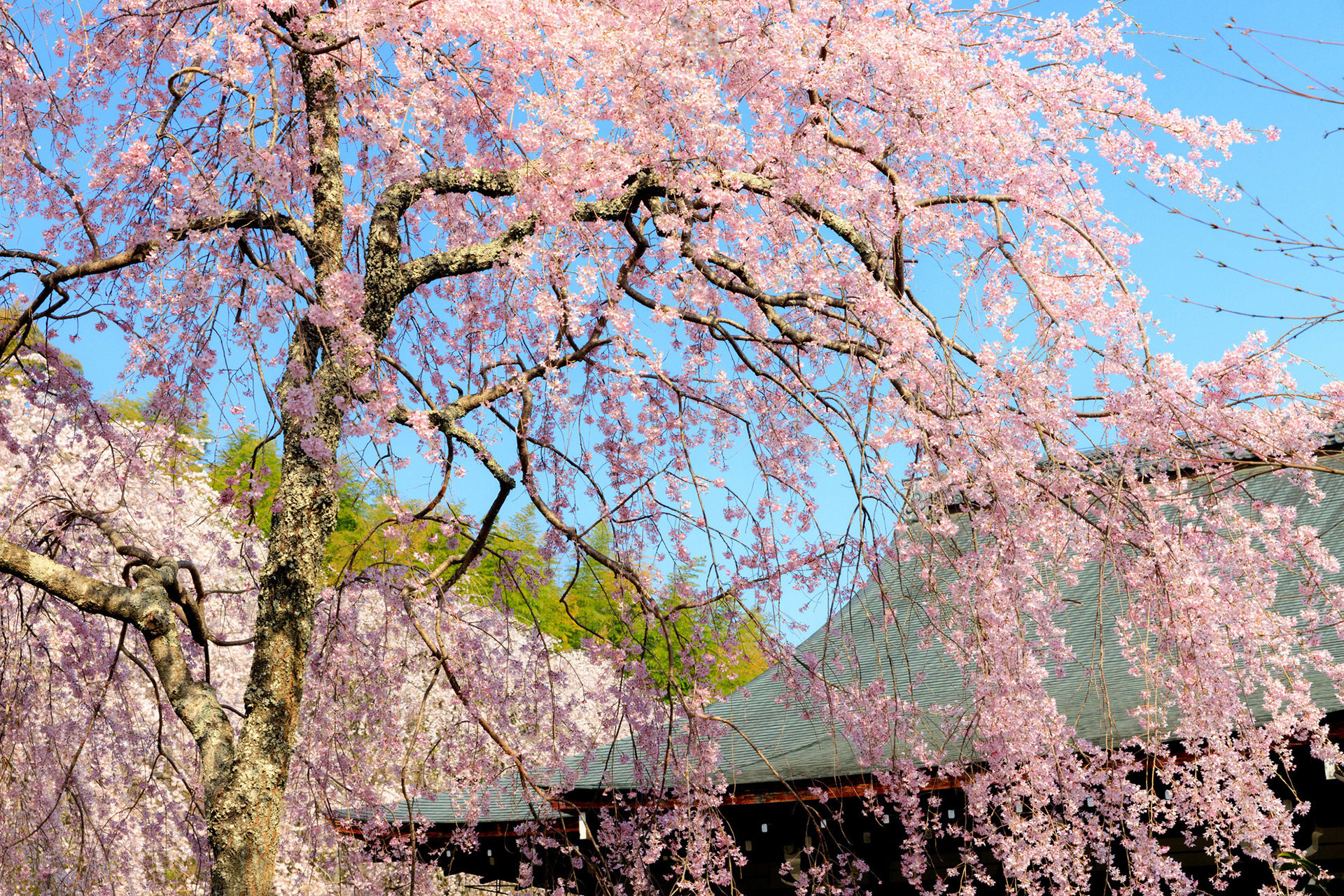 京都  櫻花  嵐山
