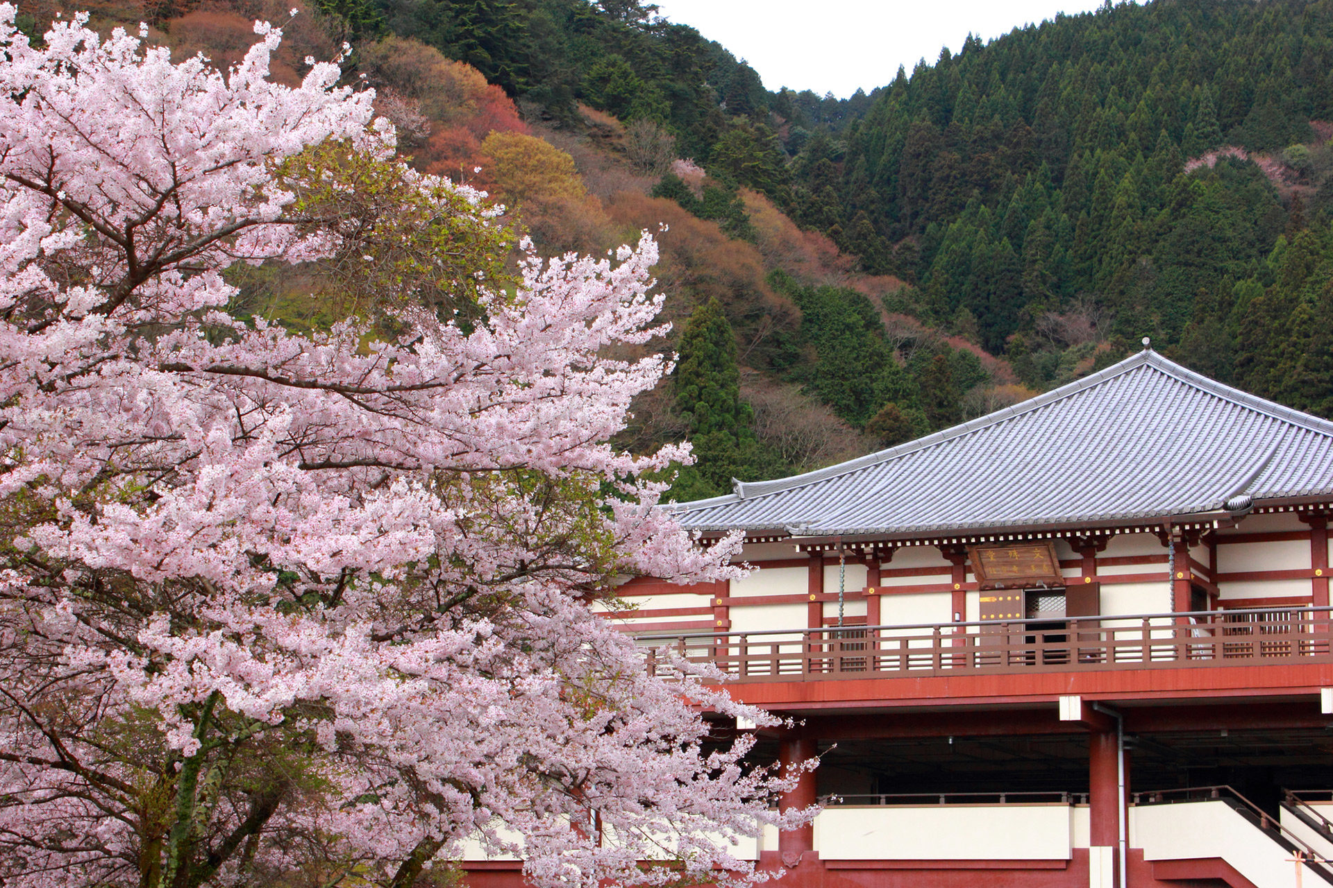 京都  櫻花  盛開