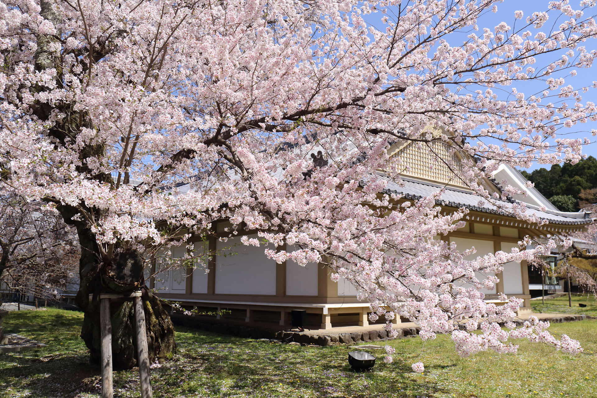 京都  櫻花  盛開過去