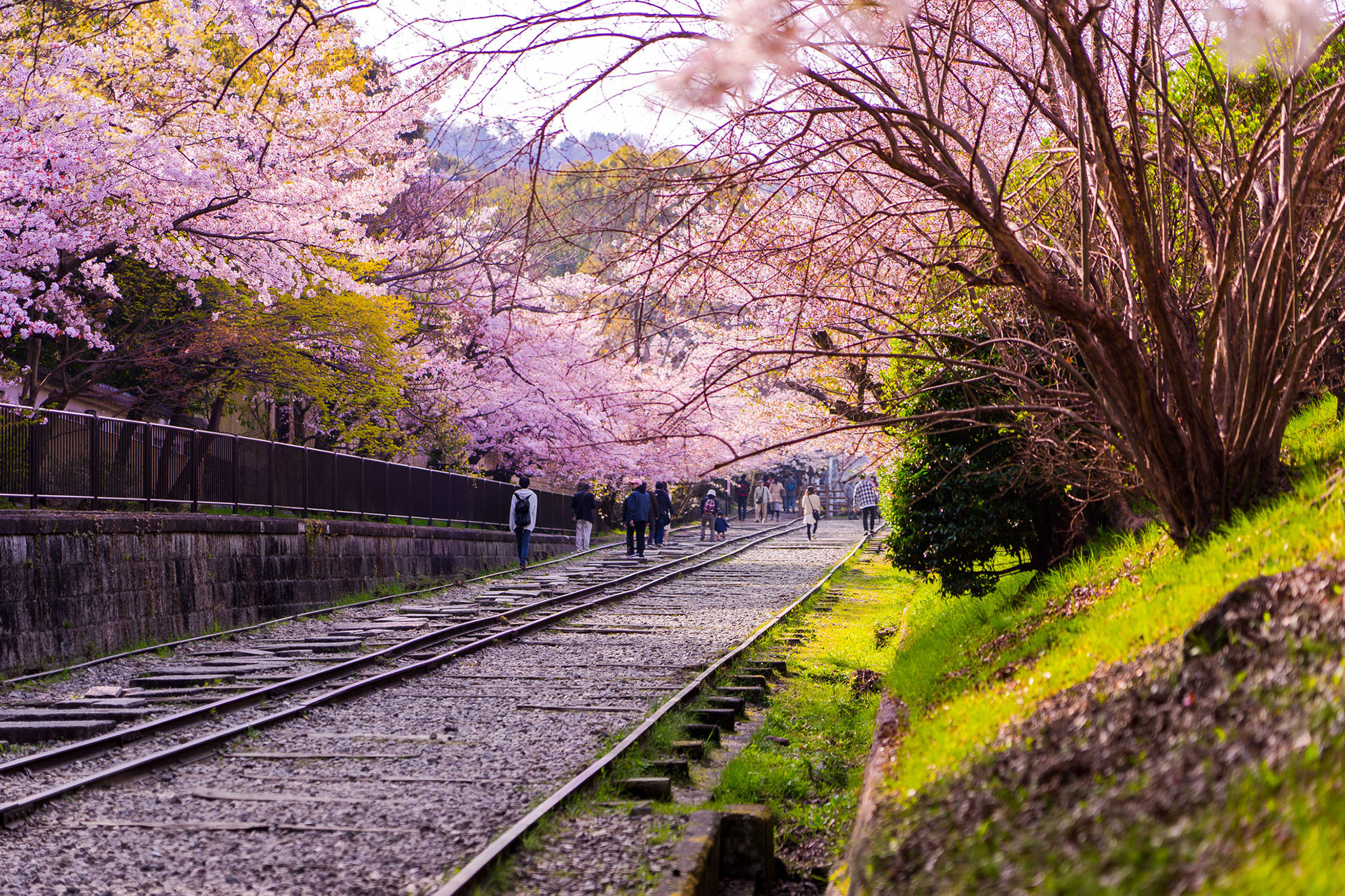 京都  櫻花  線路