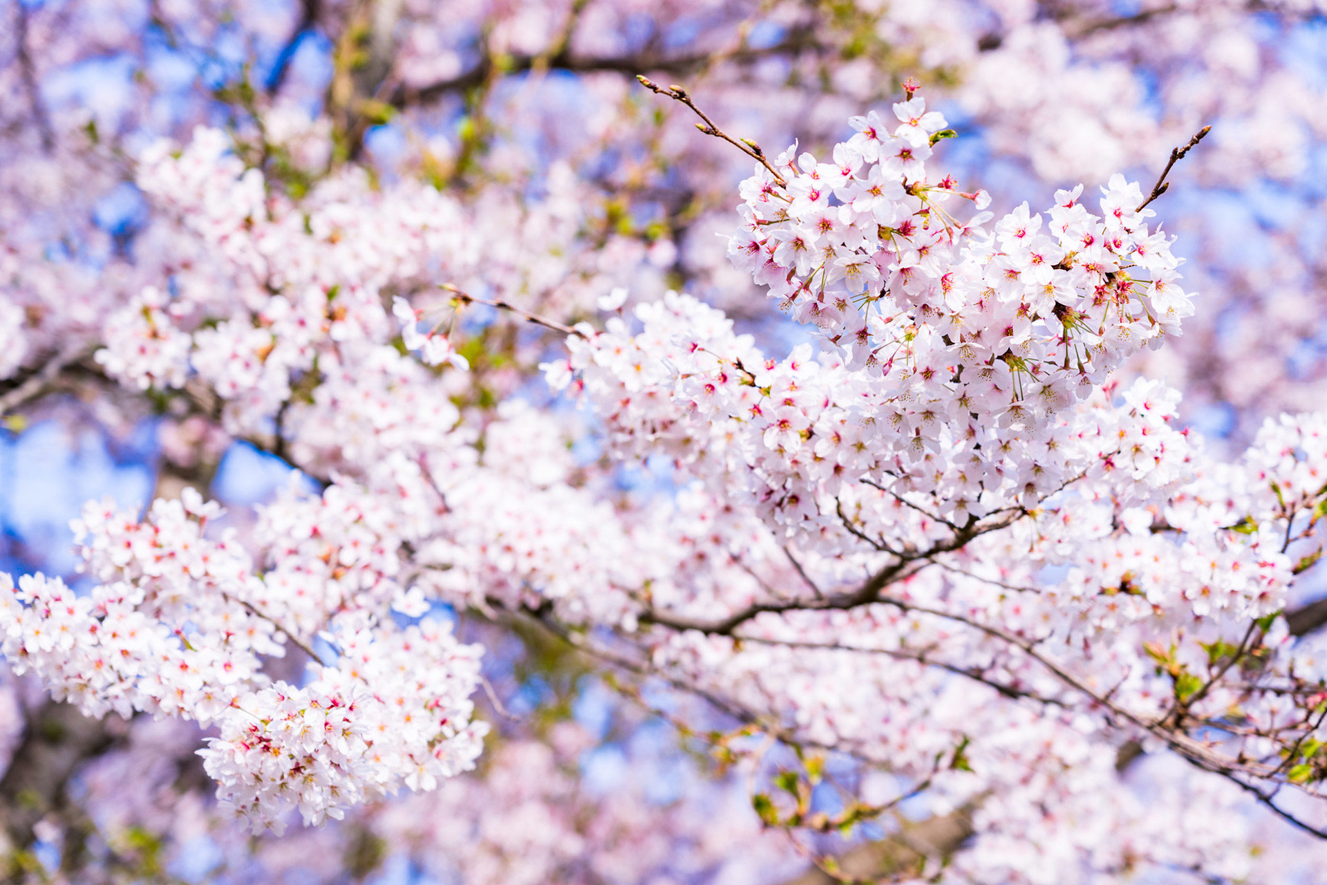 京都  櫻花  開花
