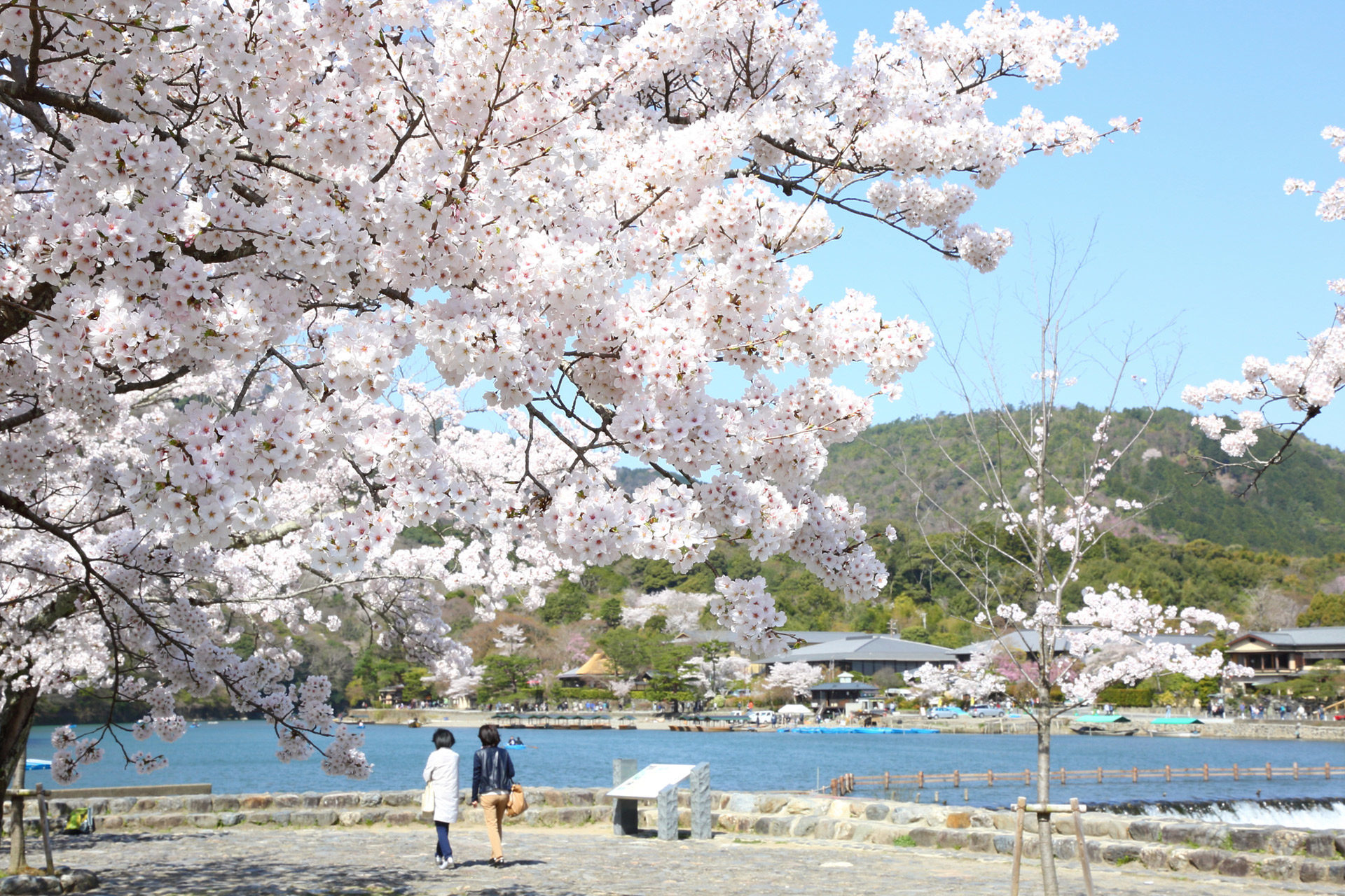 妝點京都春天的櫻花