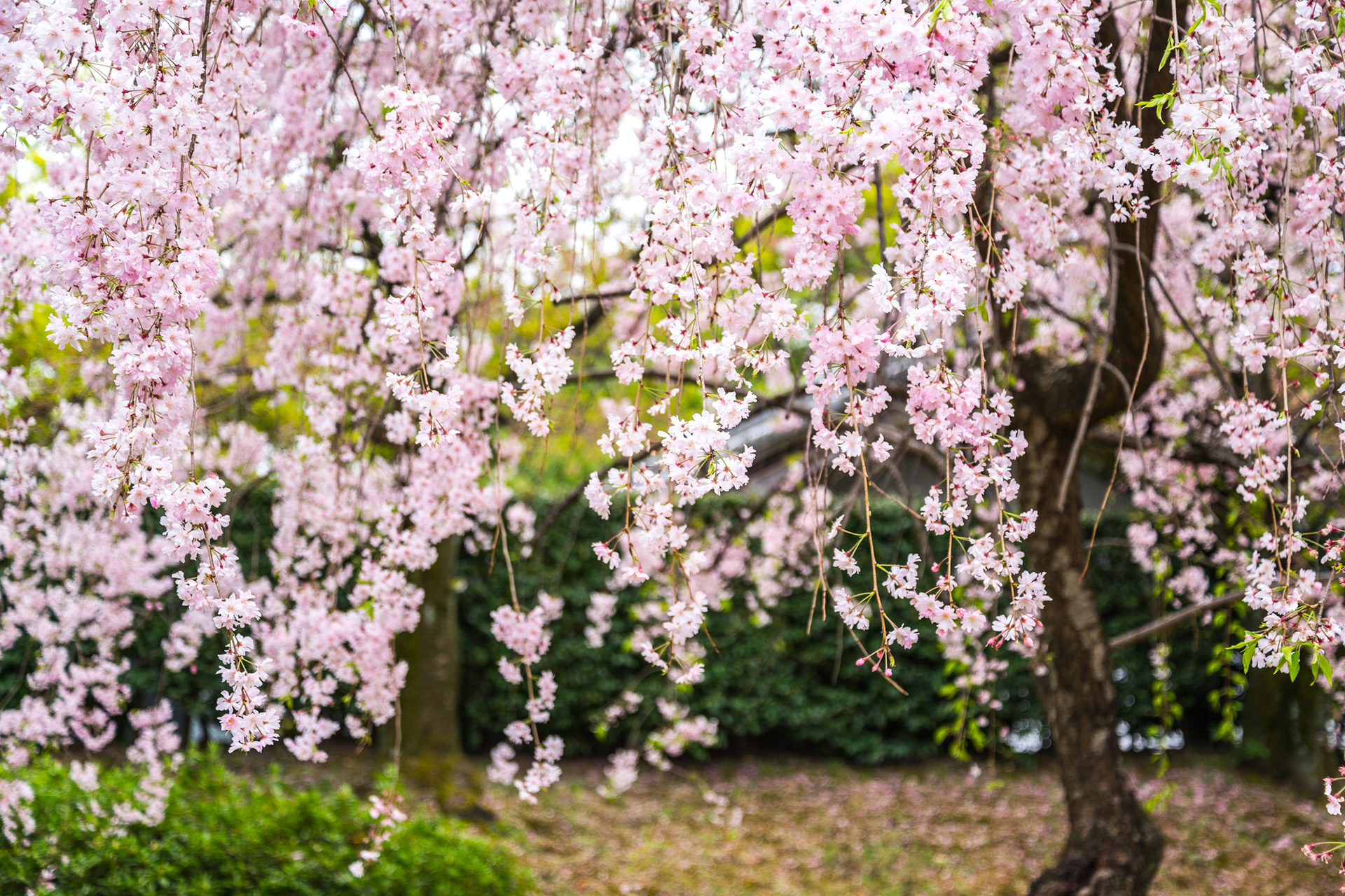 京都  櫻花  櫻花湯