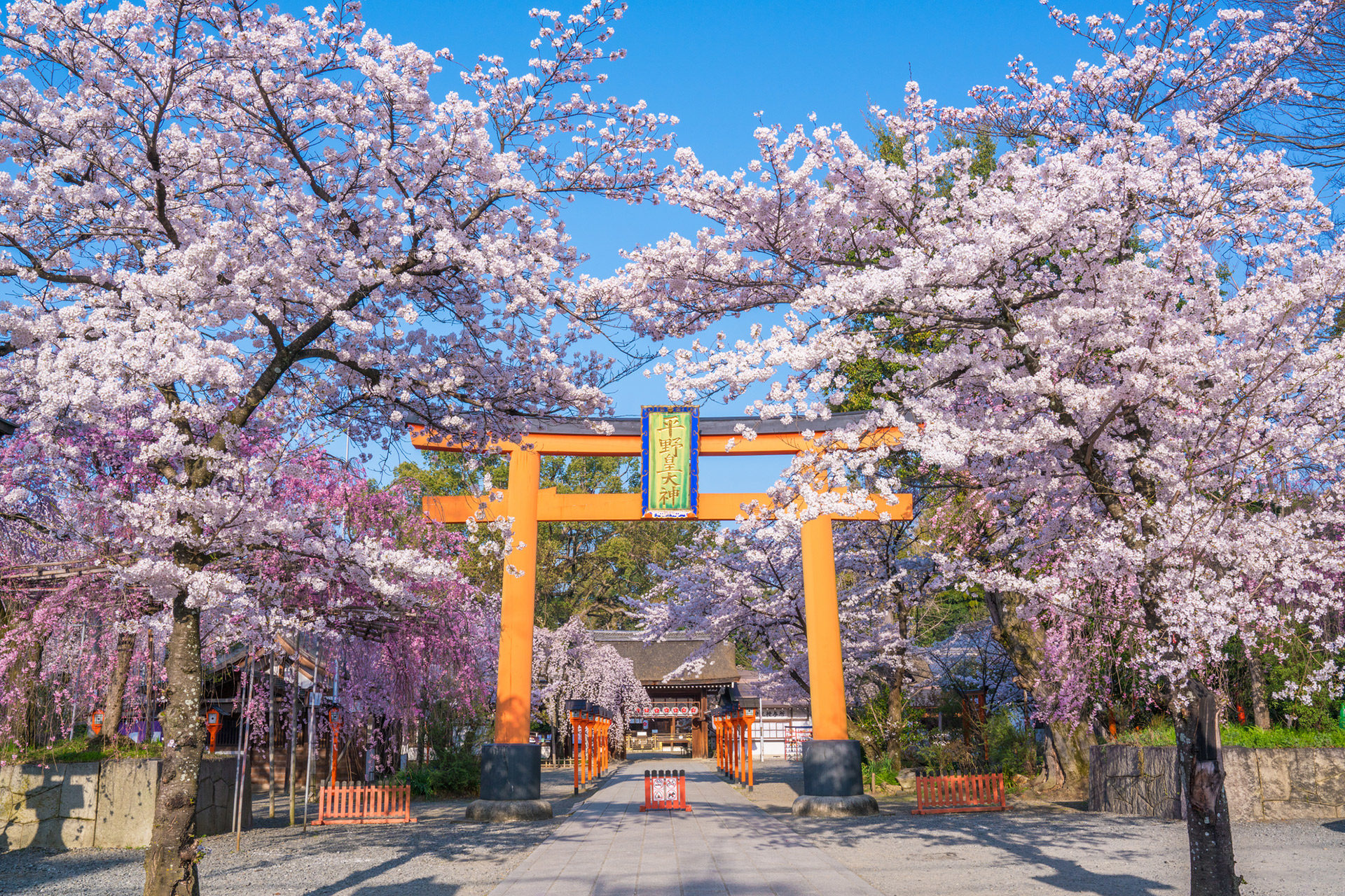 京都  櫻花  開花