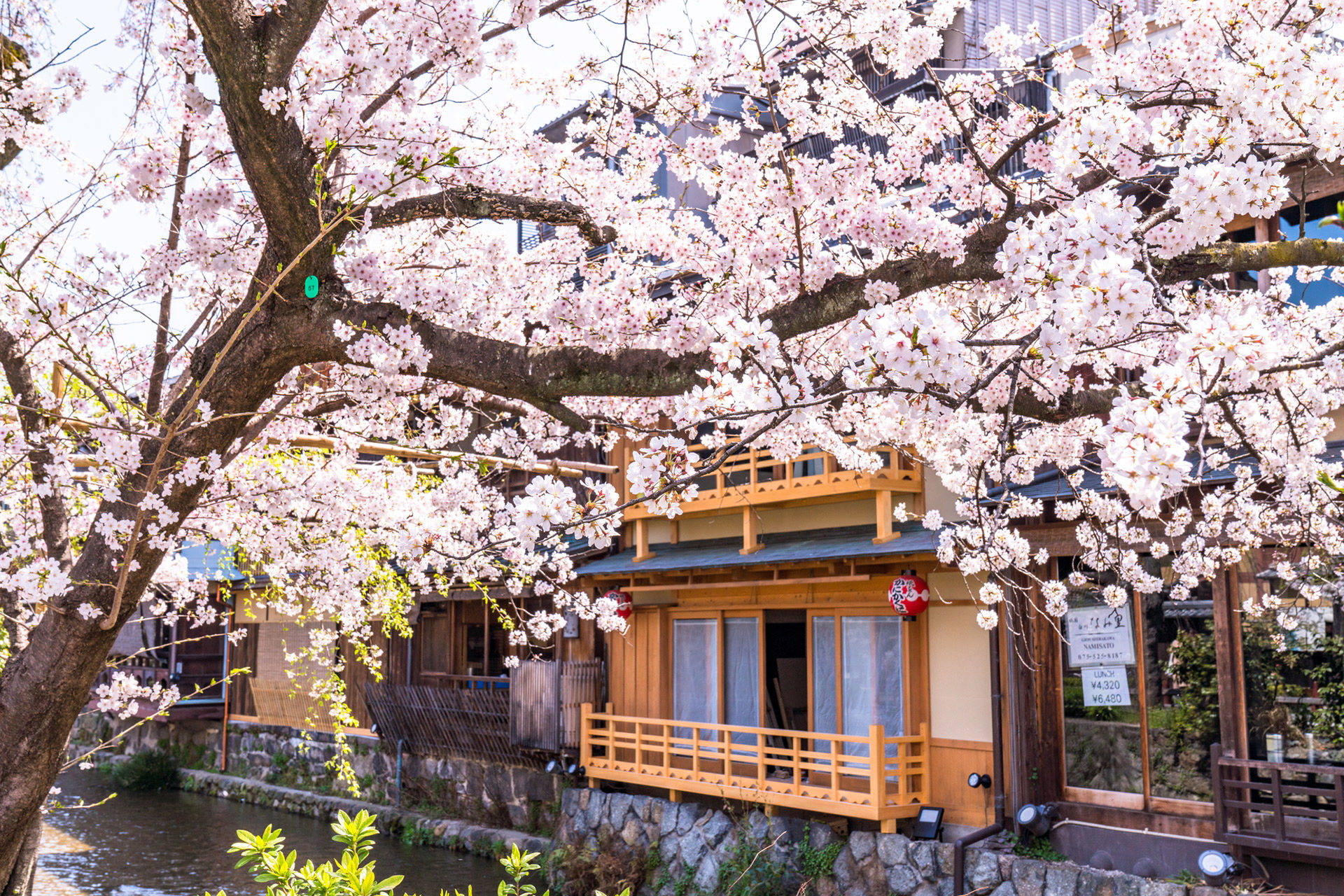 妝點京都春天的櫻花