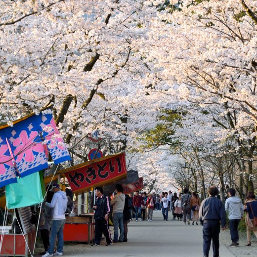 京都 櫻花 攤子