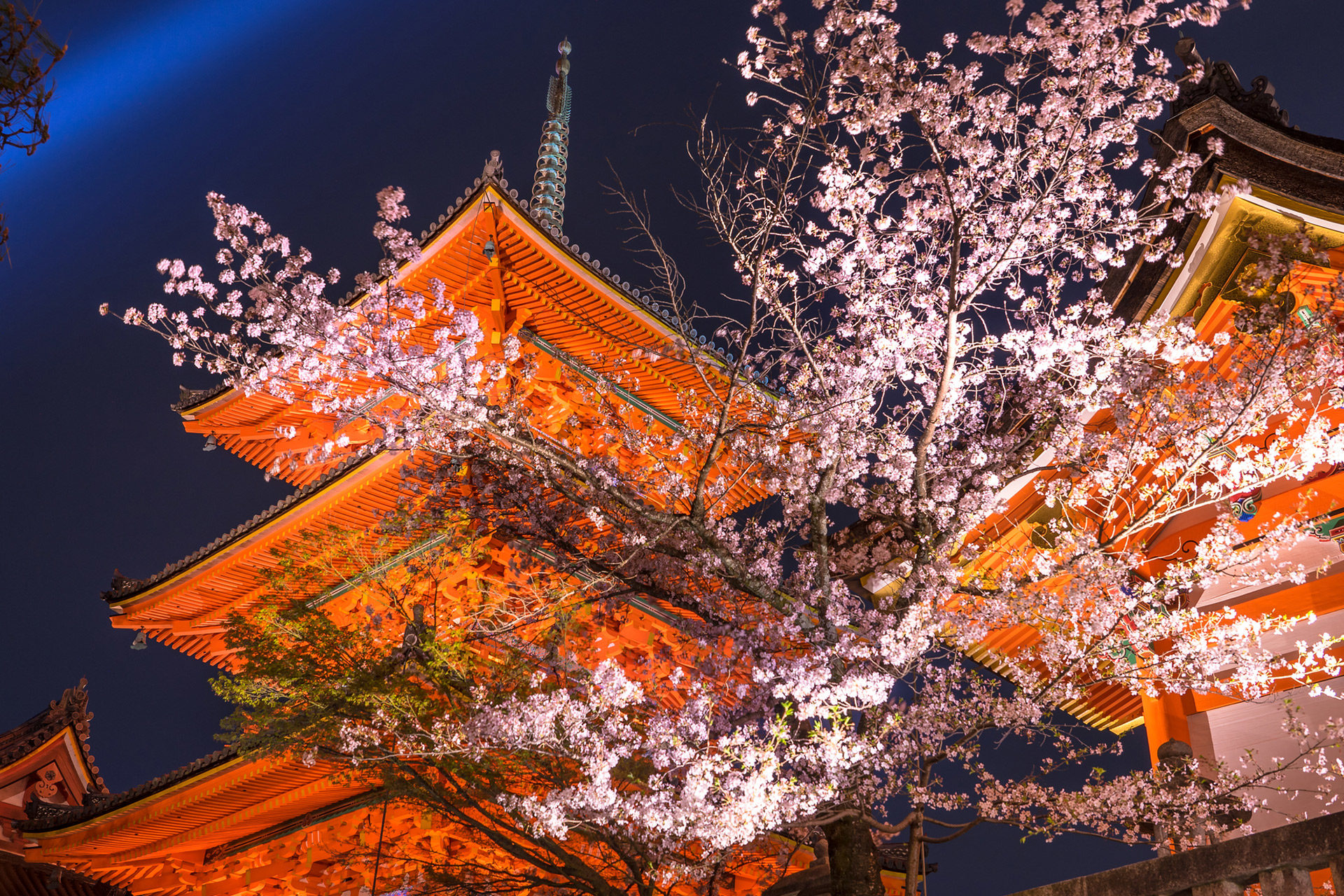 嚴選！京都春天的點燈活動！