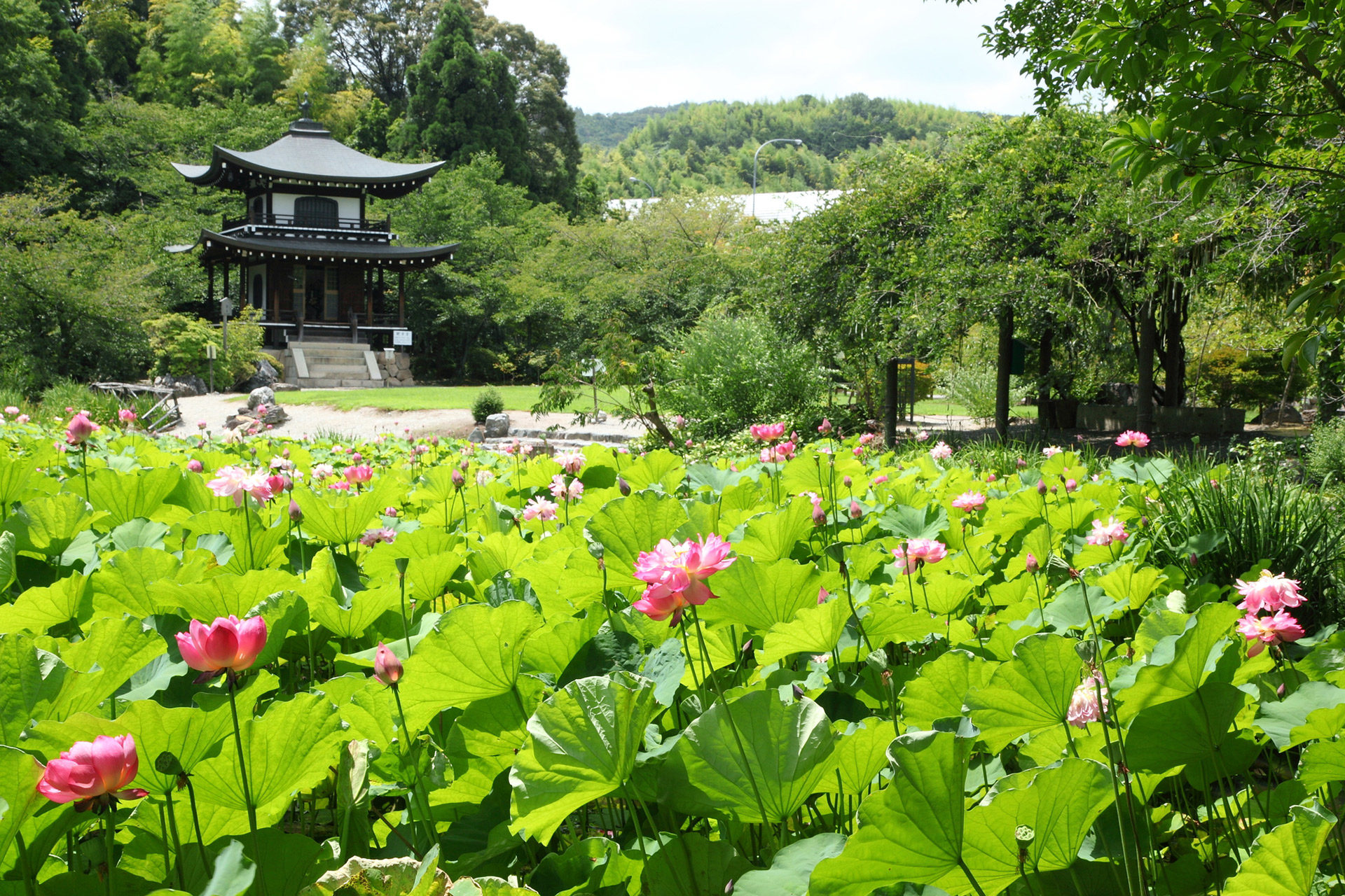介紹只有京都夏天才能體驗到的據有特別魅力的京都避暑勝地！