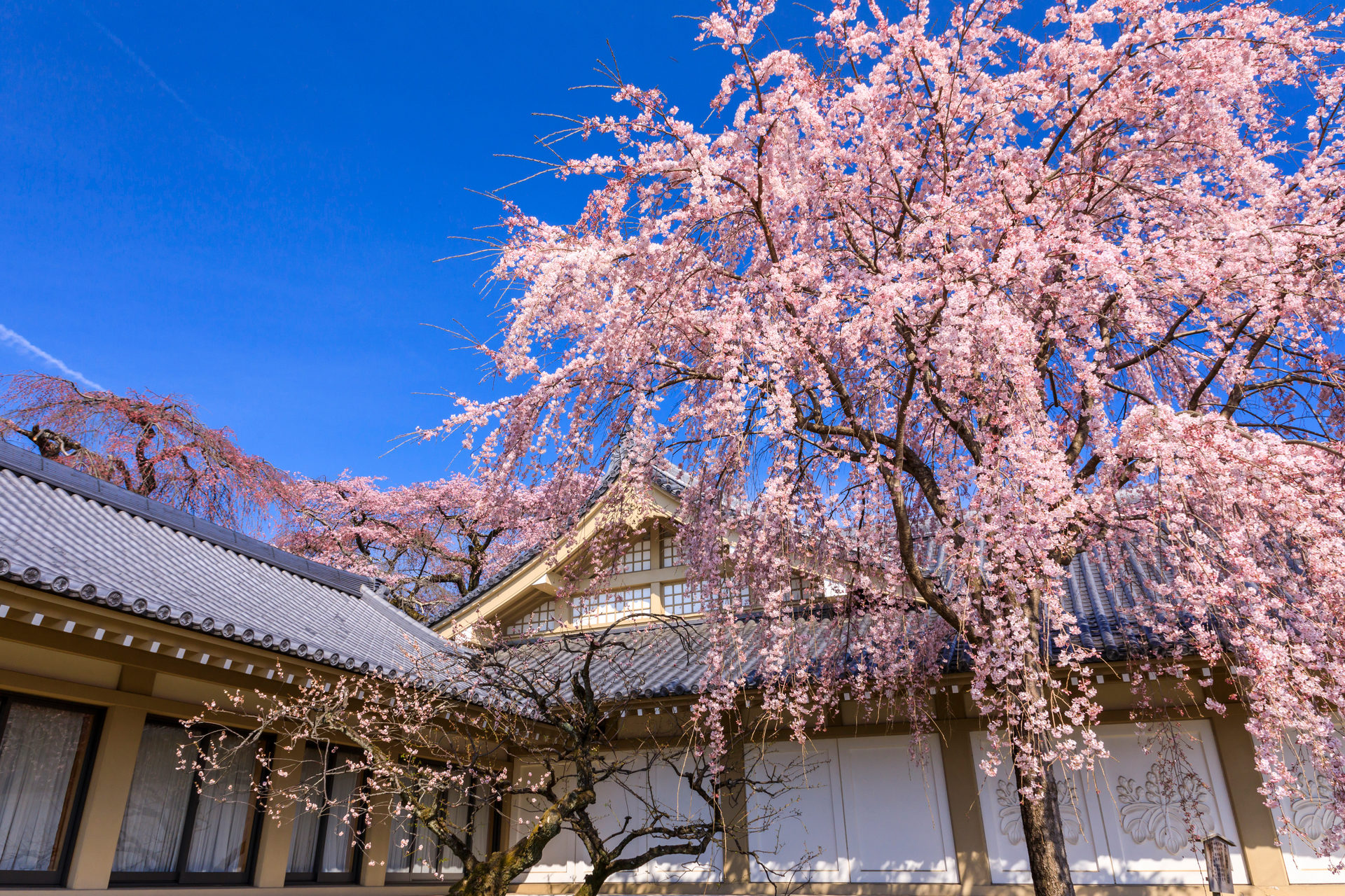 說到春天京都的約會地點就是這裡！