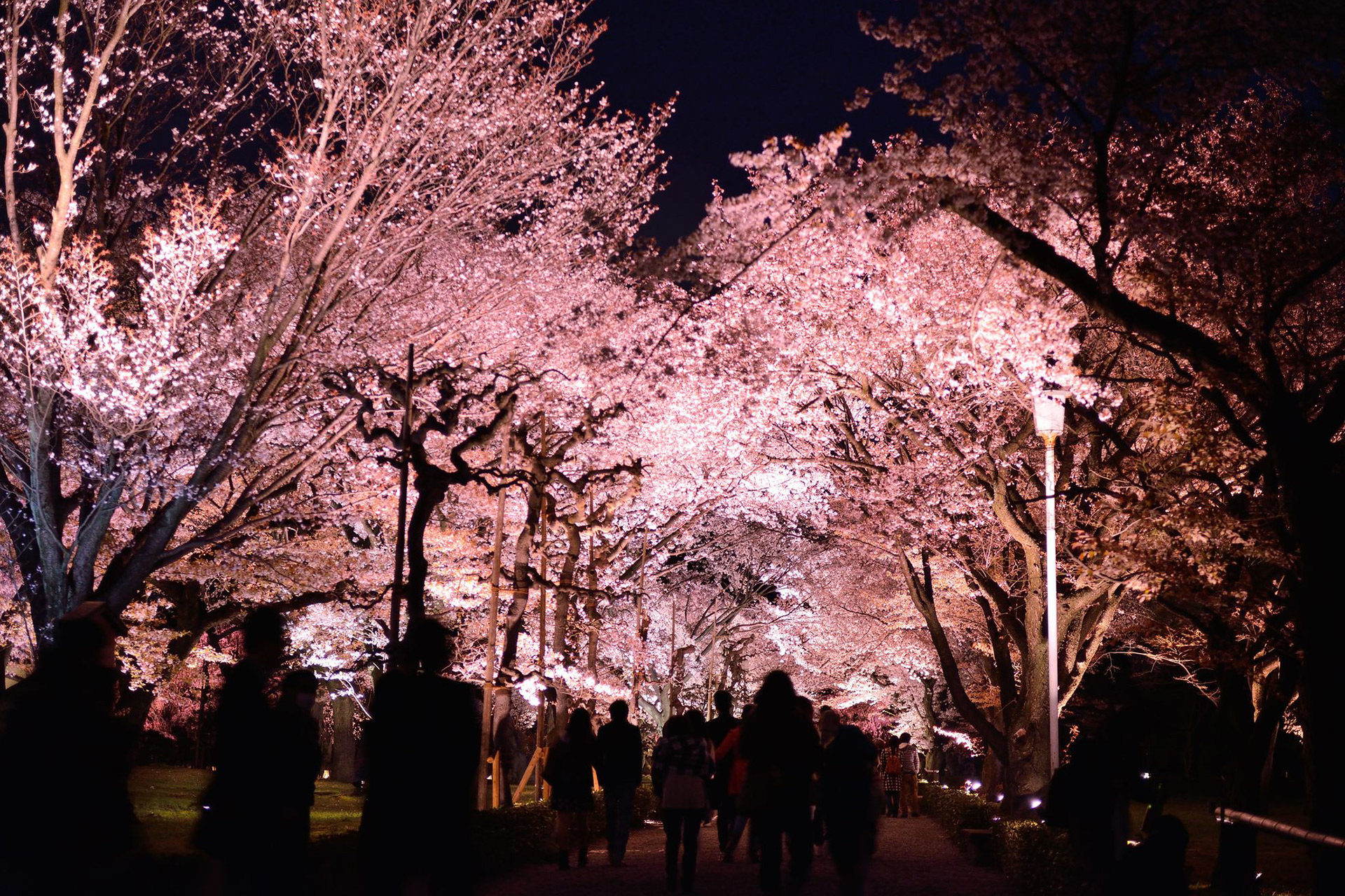 嚴選！京都春天的點燈活動！
