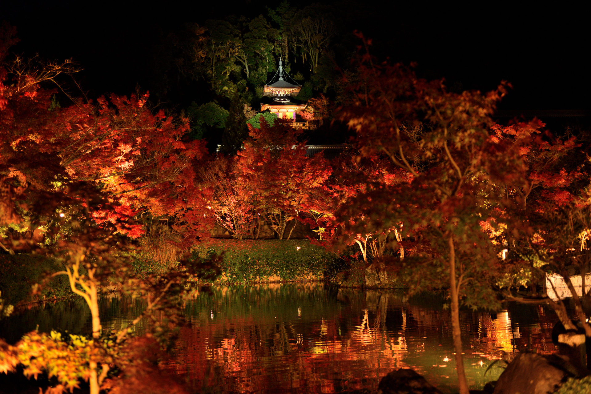 您不想在京都享受奢華的秋夜嗎？