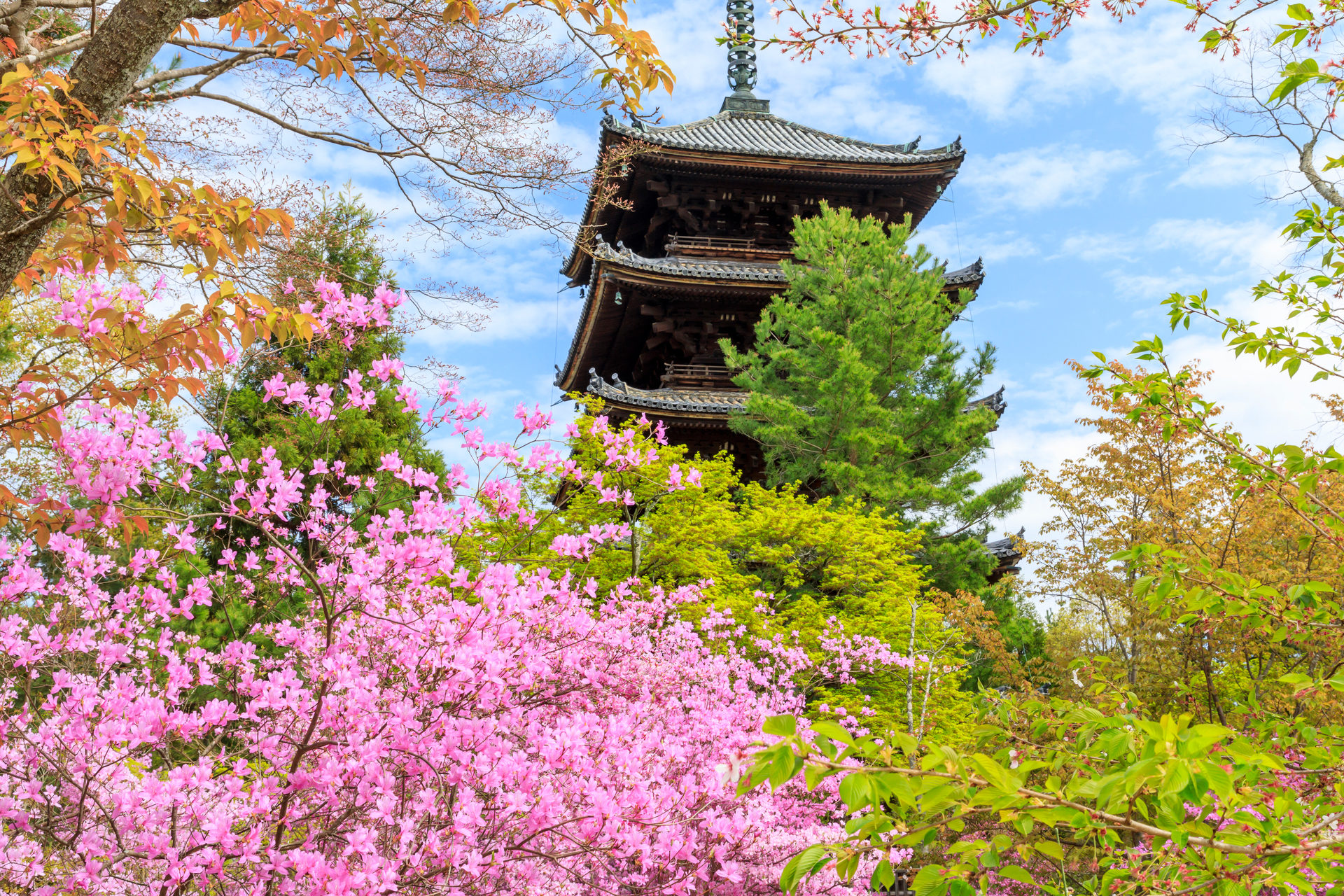 春天的京都充滿魅力！