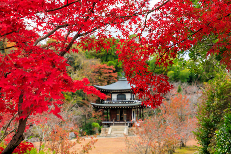 介紹了京都各個地區推薦的楓葉絕色景點和鮮為人知的景點