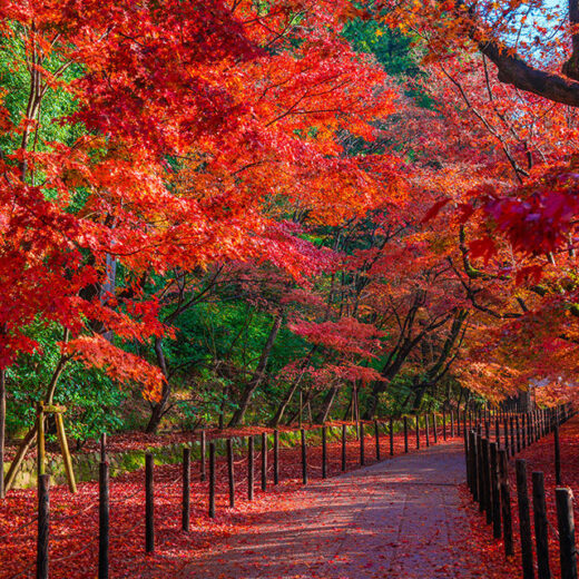 如果是京都的楓葉的話，推薦在廣告中被提及的光明寺！
