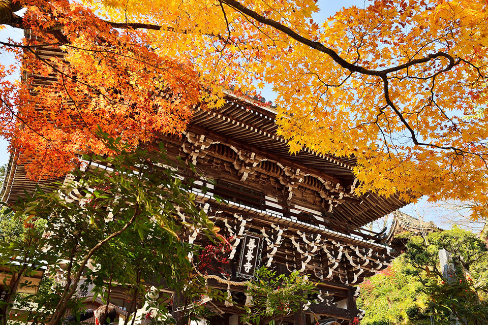 11月上旬在京都欣賞楓葉的10個景點