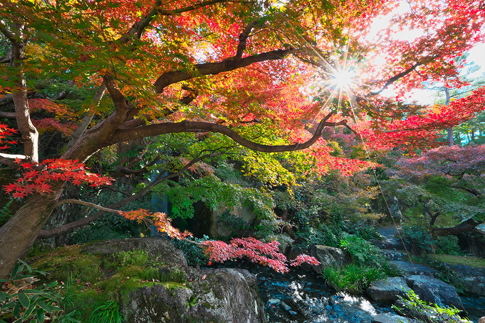 在京都能看到紅葉的6個公園