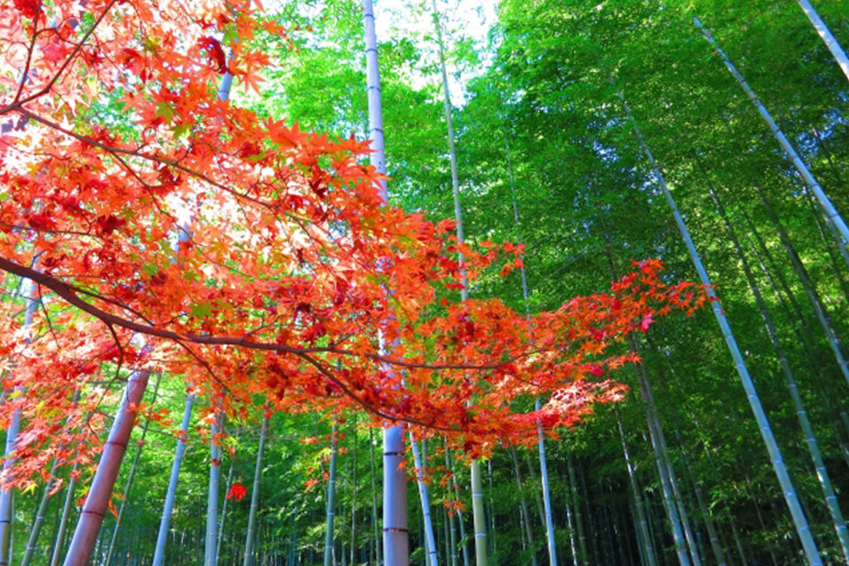 京都從早上開始就能觀賞楓葉的12處景點