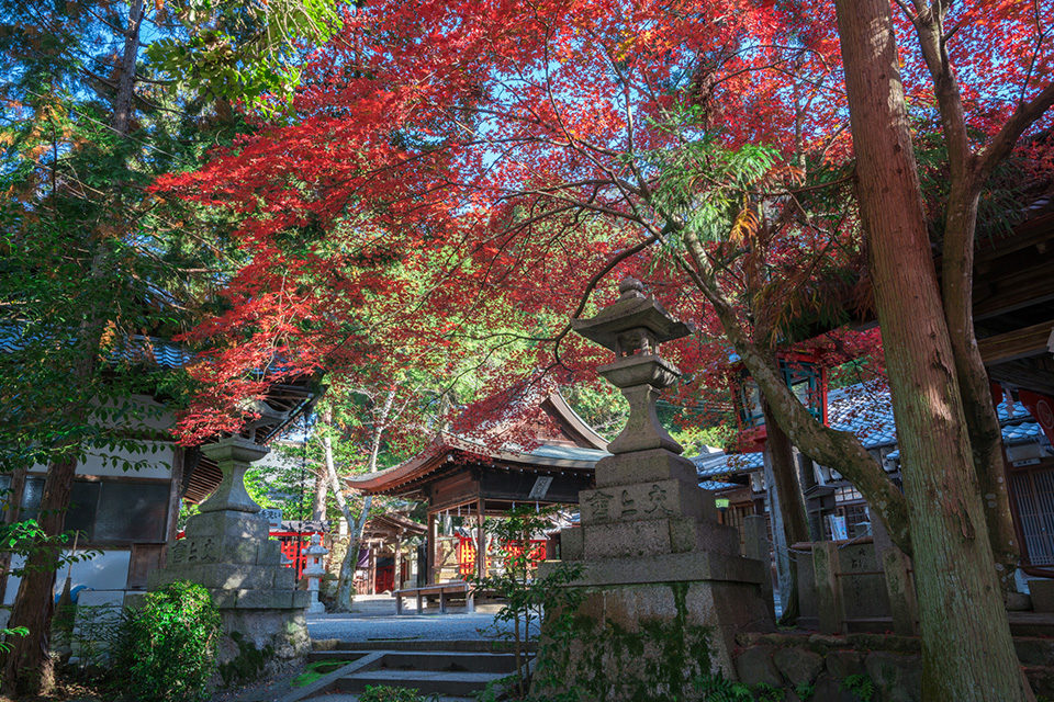 京都的紅楓葉