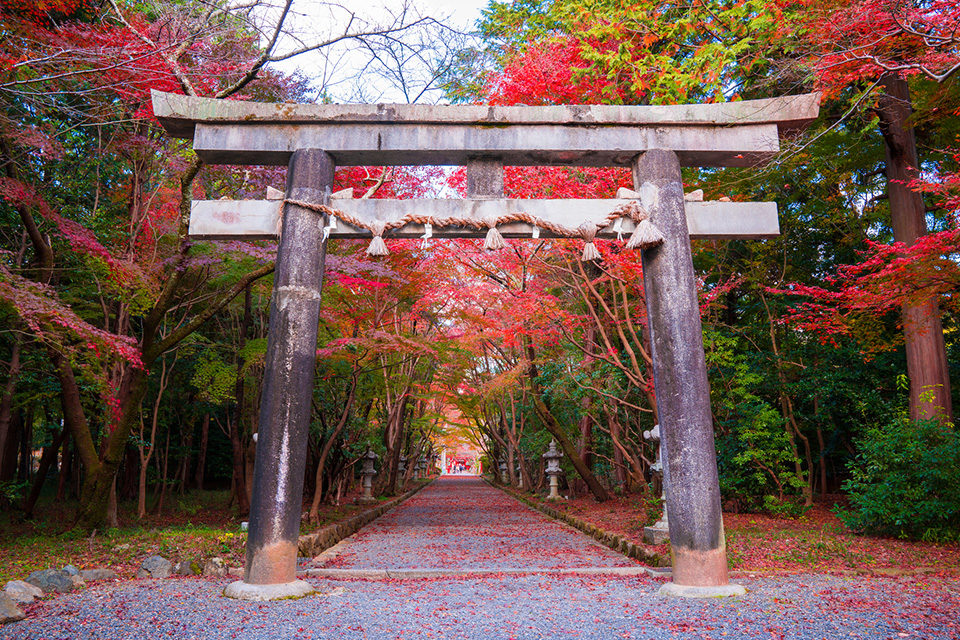 京都有12個可以免費觀賞楓葉的隱秘名勝