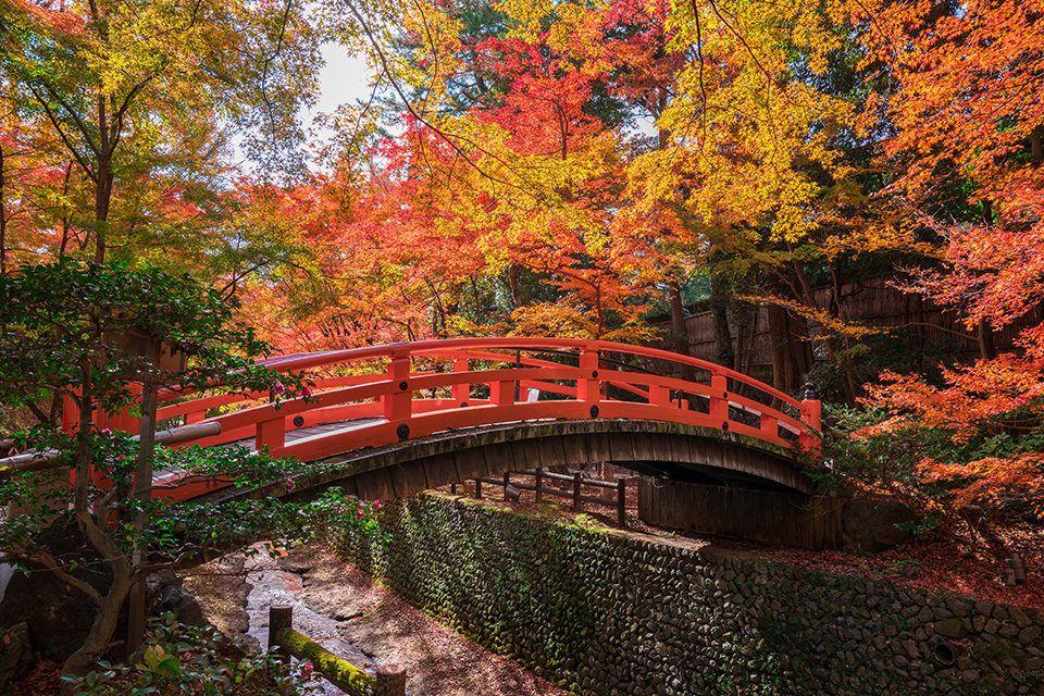 介紹京都的楓葉觀光景點。