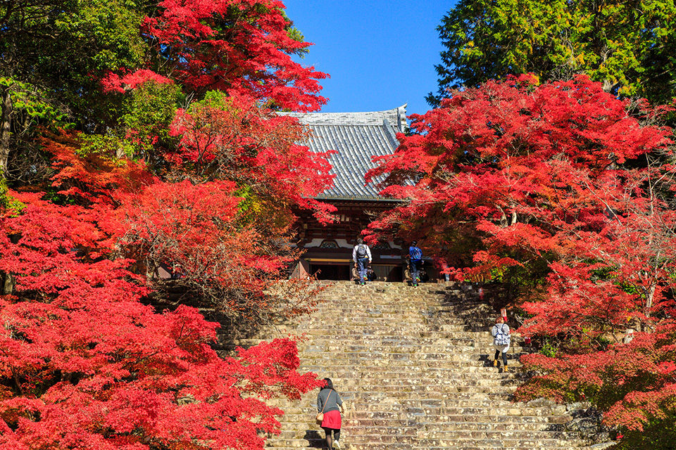 11月上旬在京都欣賞楓葉的10個景點