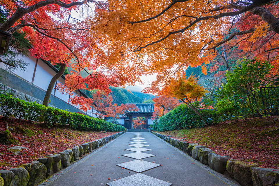 介紹京都的楓葉觀光景點。