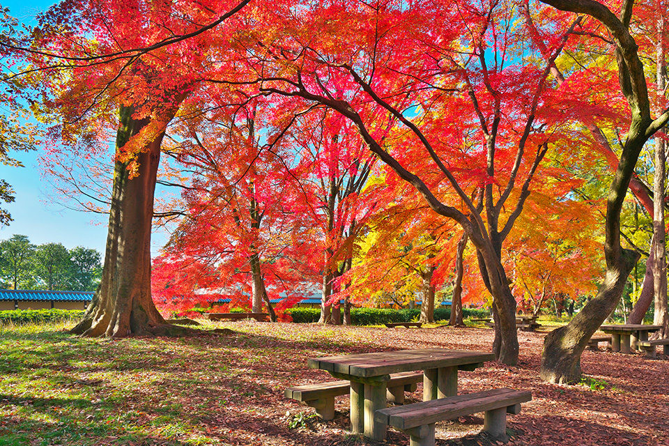 京都從早上開始就能觀賞楓葉的12處景點